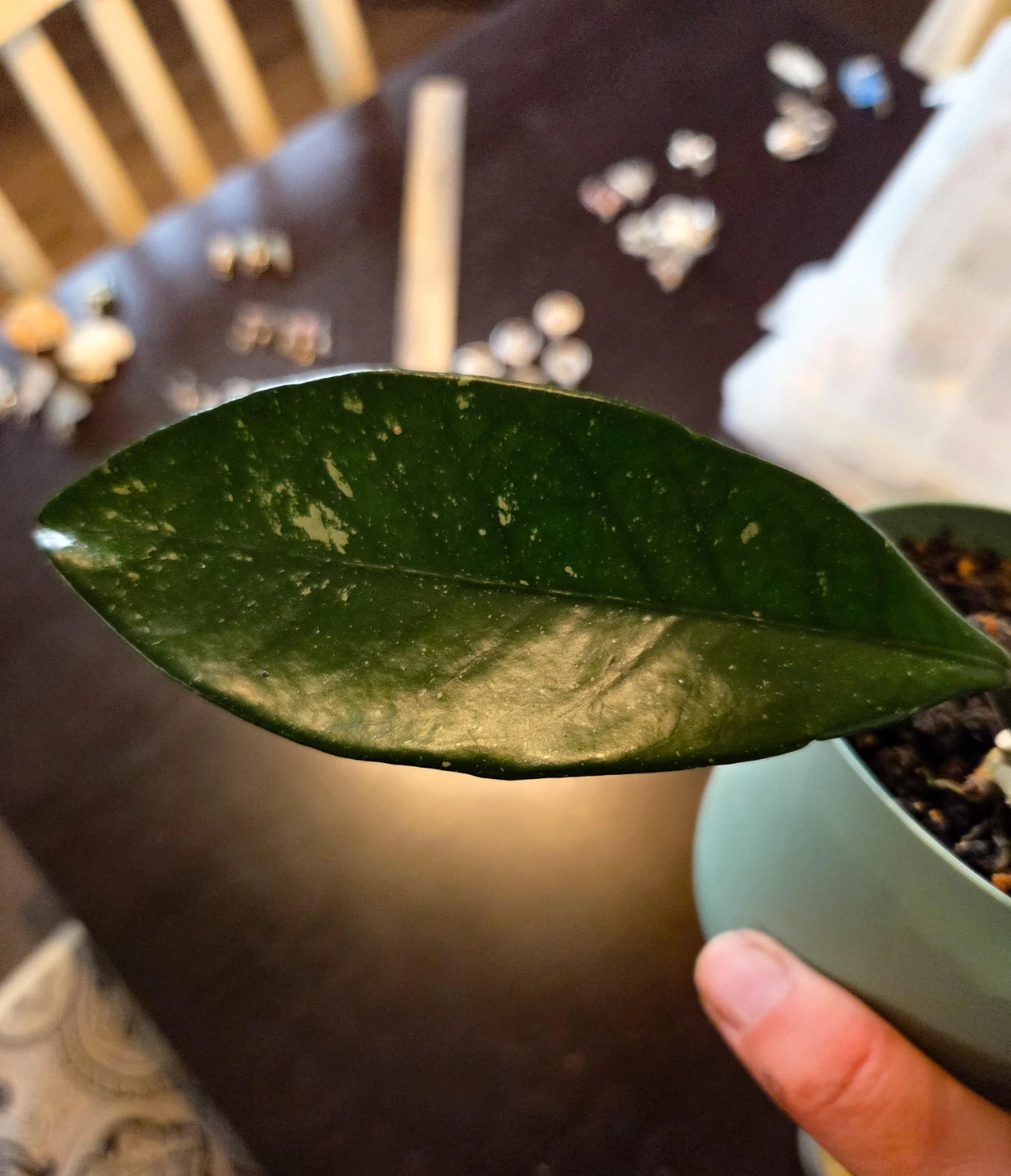 Beautiful Splashy Hoya Carnosa (Fully Established 4” Pot) - photo 2