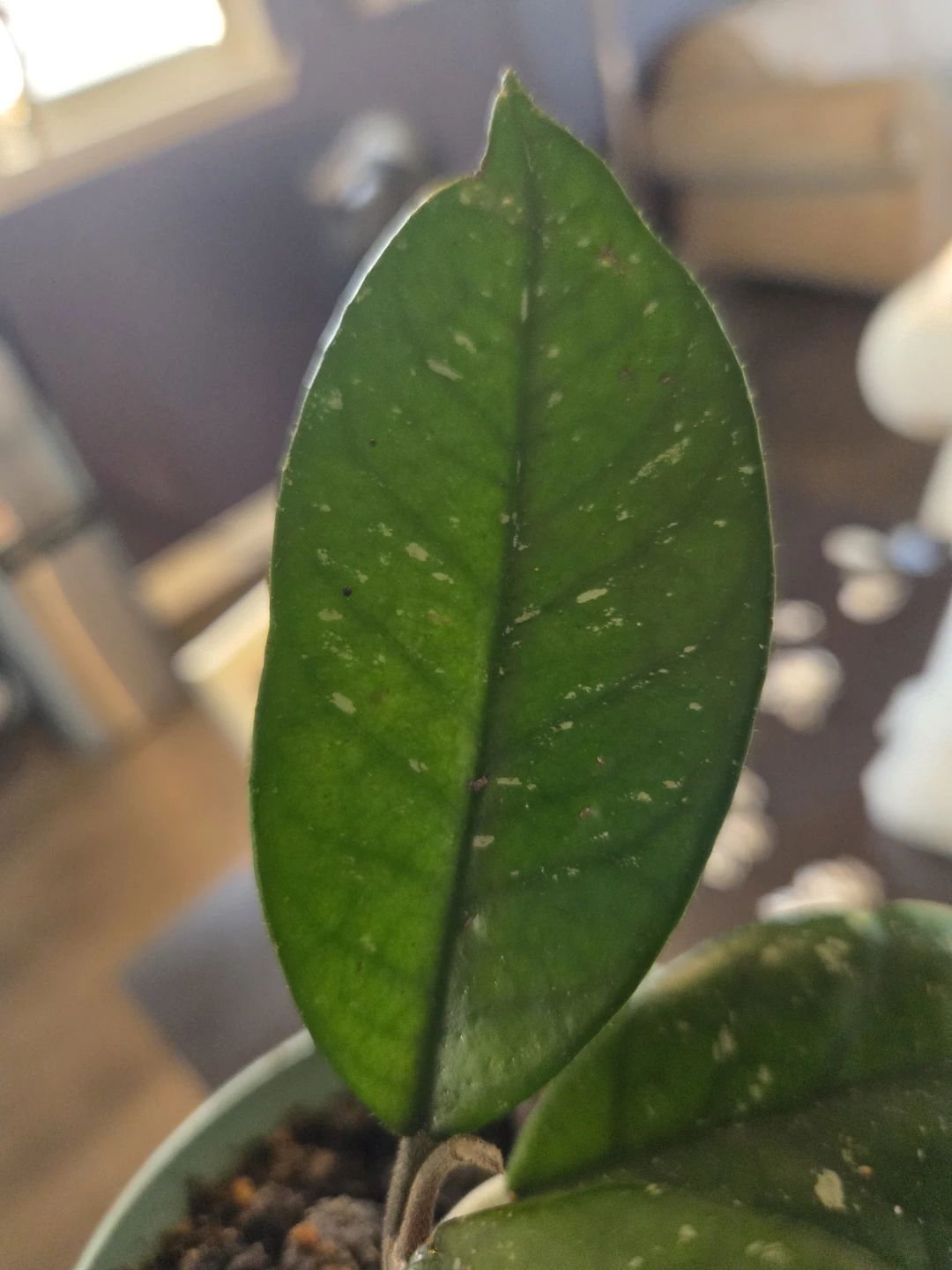 Beautiful Splashy Hoya Carnosa (Fully Established 4” Pot) - photo 3