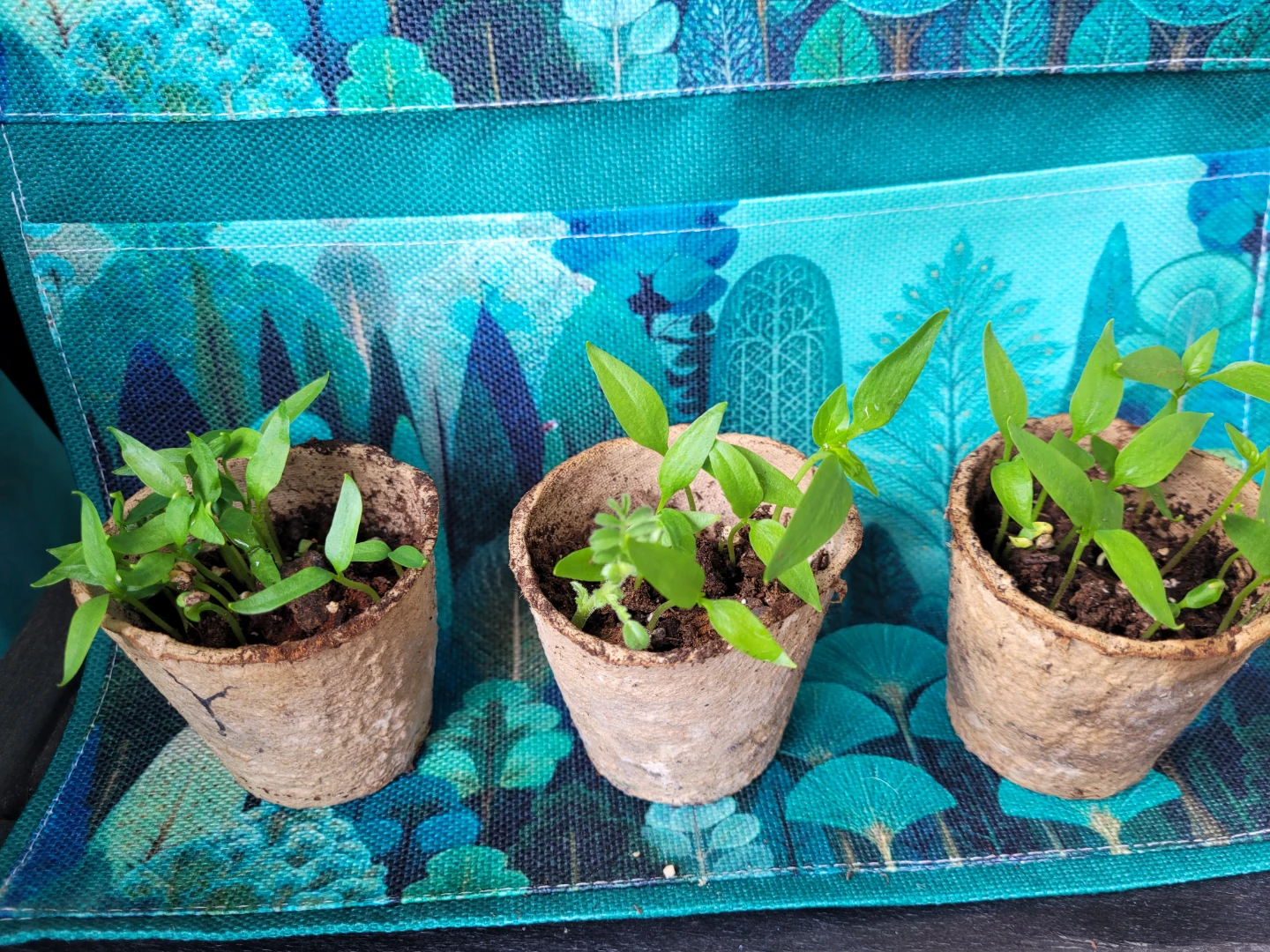 Seedling Plants in Peat Pots - photo 4