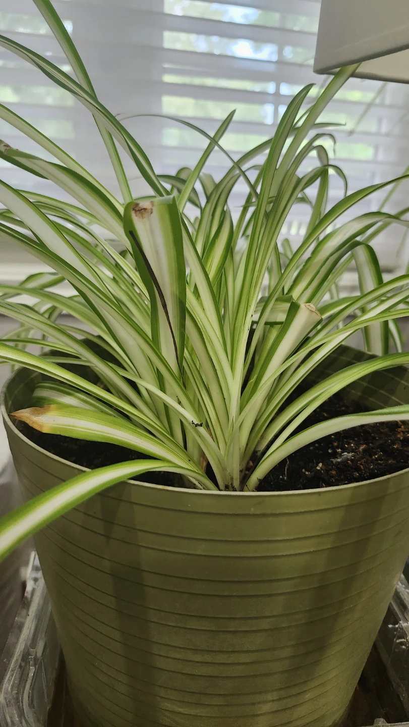 Spider Plant