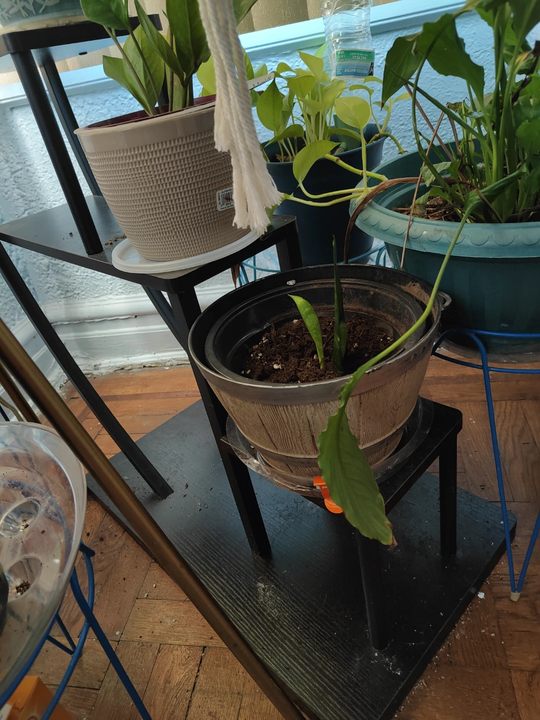 Curve Plant stand - photo 2