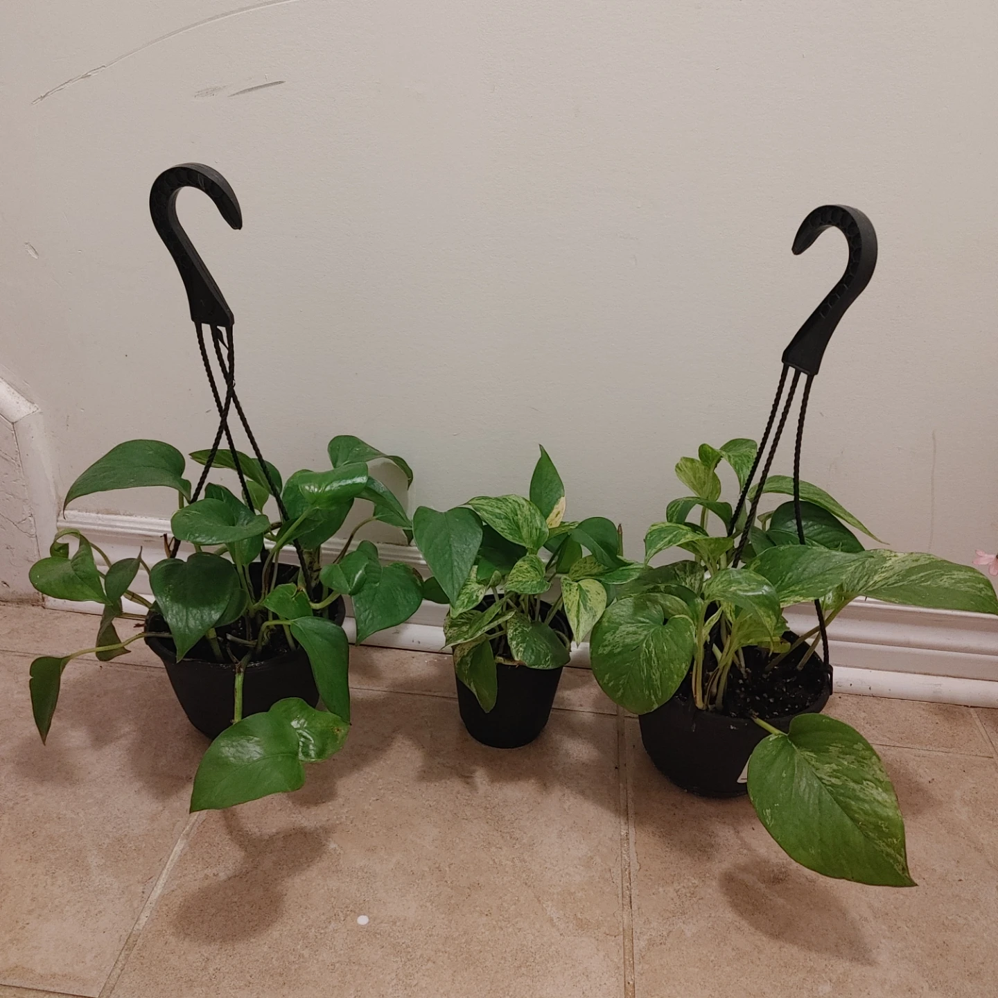 Pothos/Money Plants - photo 2