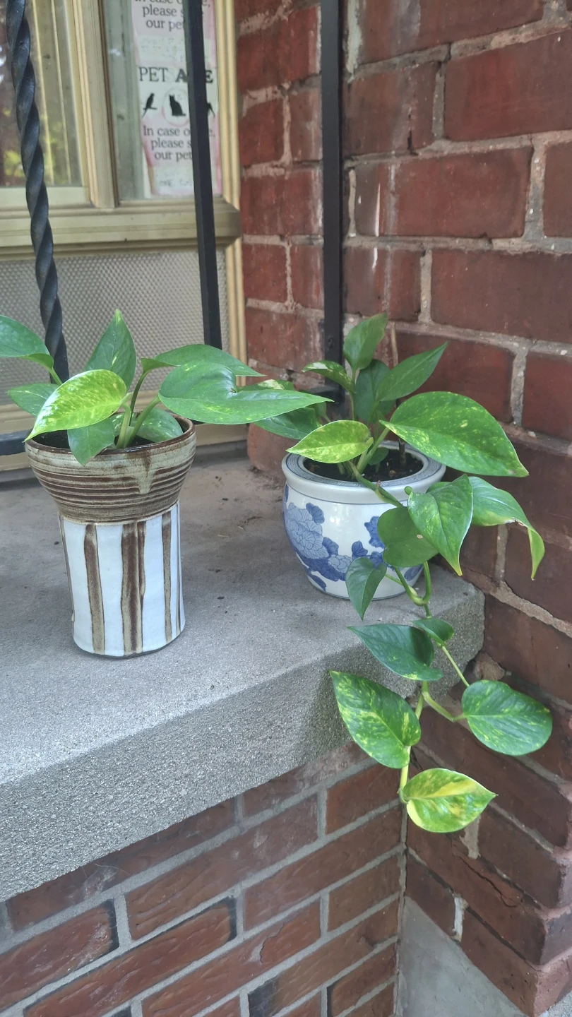 Pothos Plants in Decorative Pots