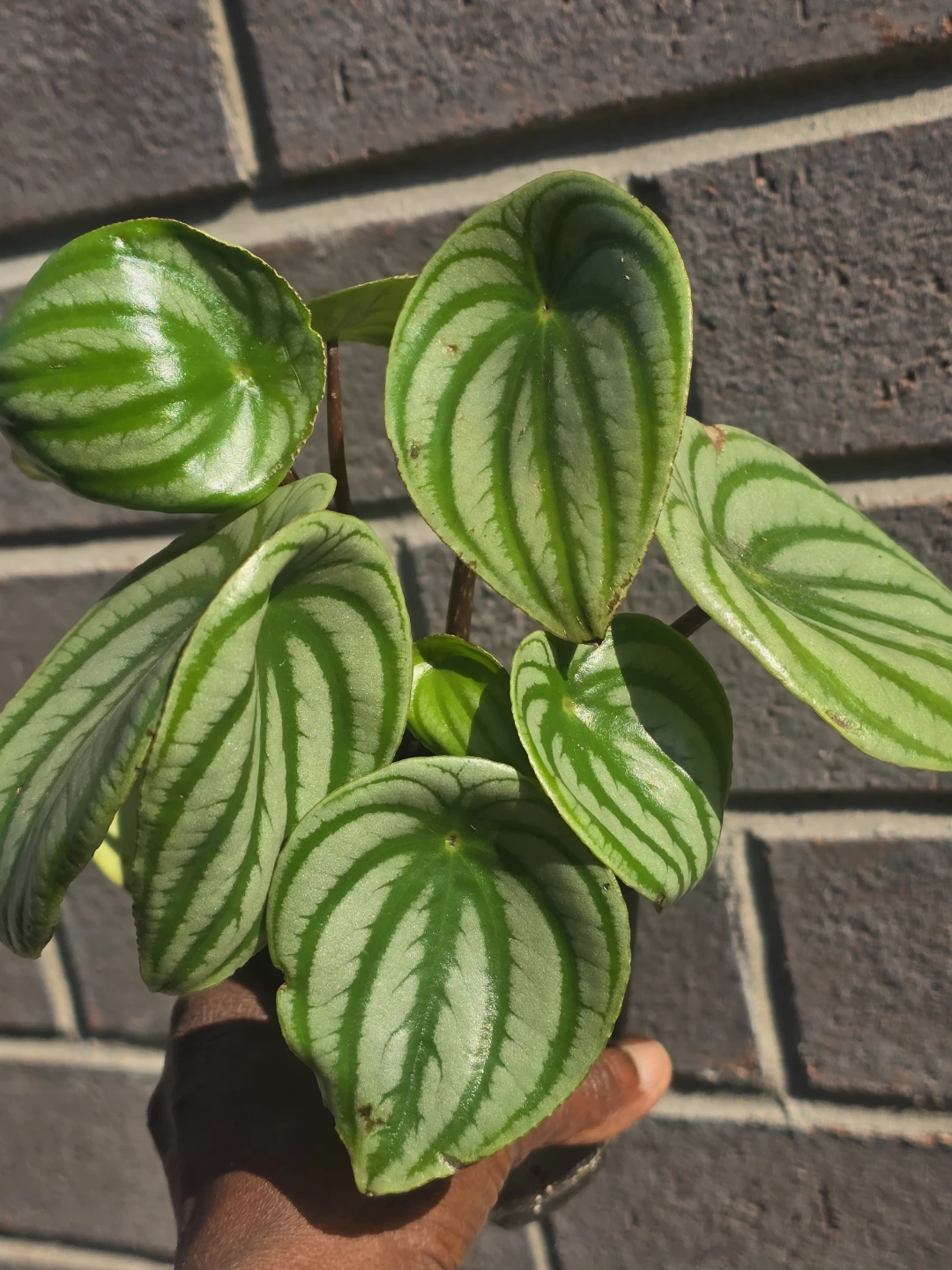 Watermelon peperomia - photo 4