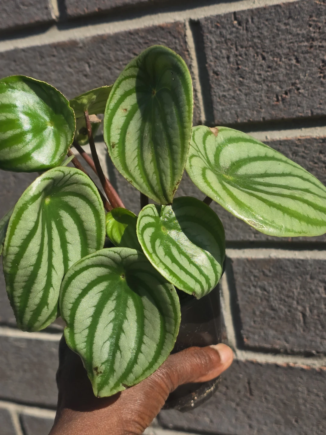 Watermelon peperomia - photo 5