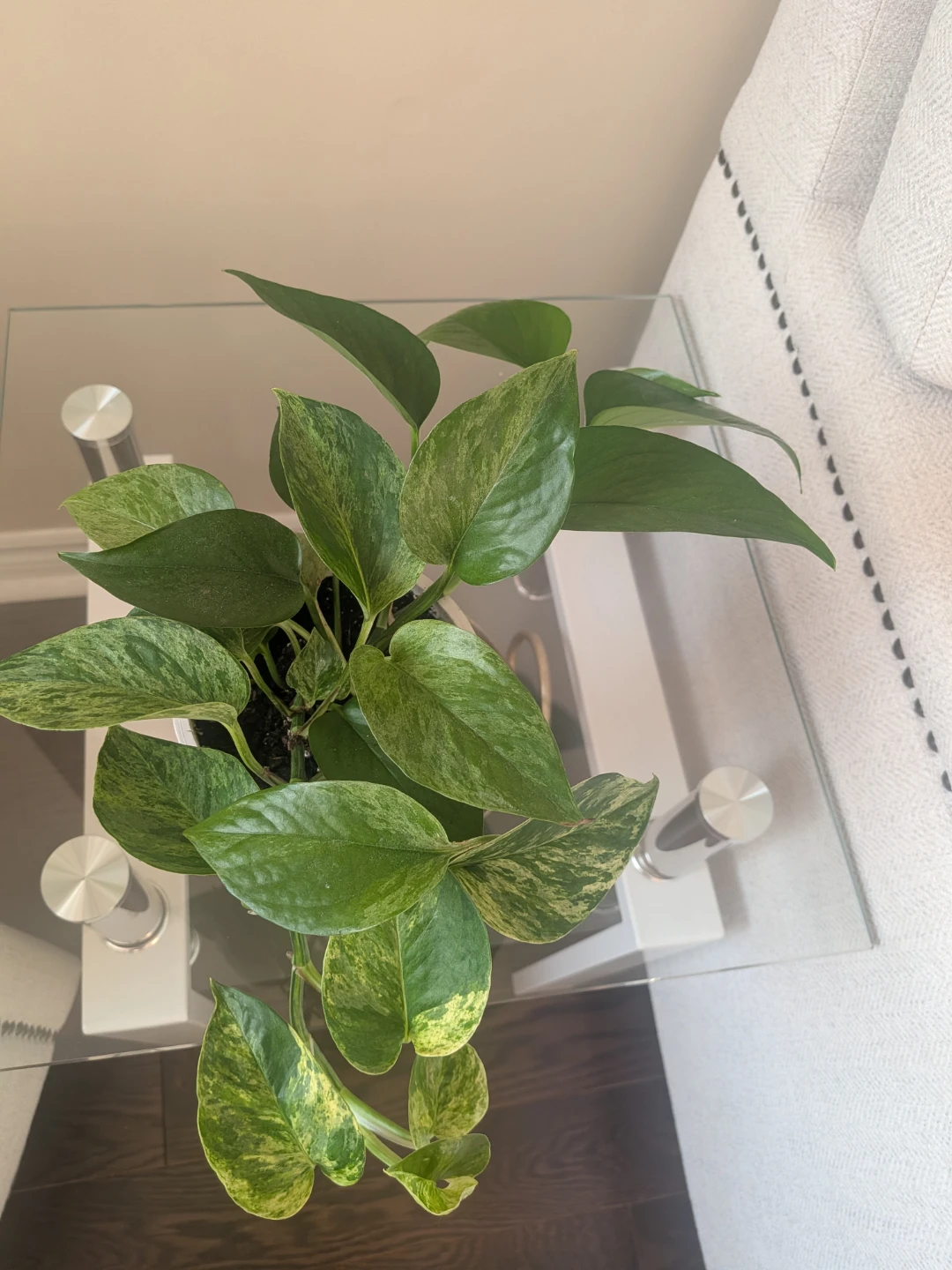 Pothos Plant in White Pot