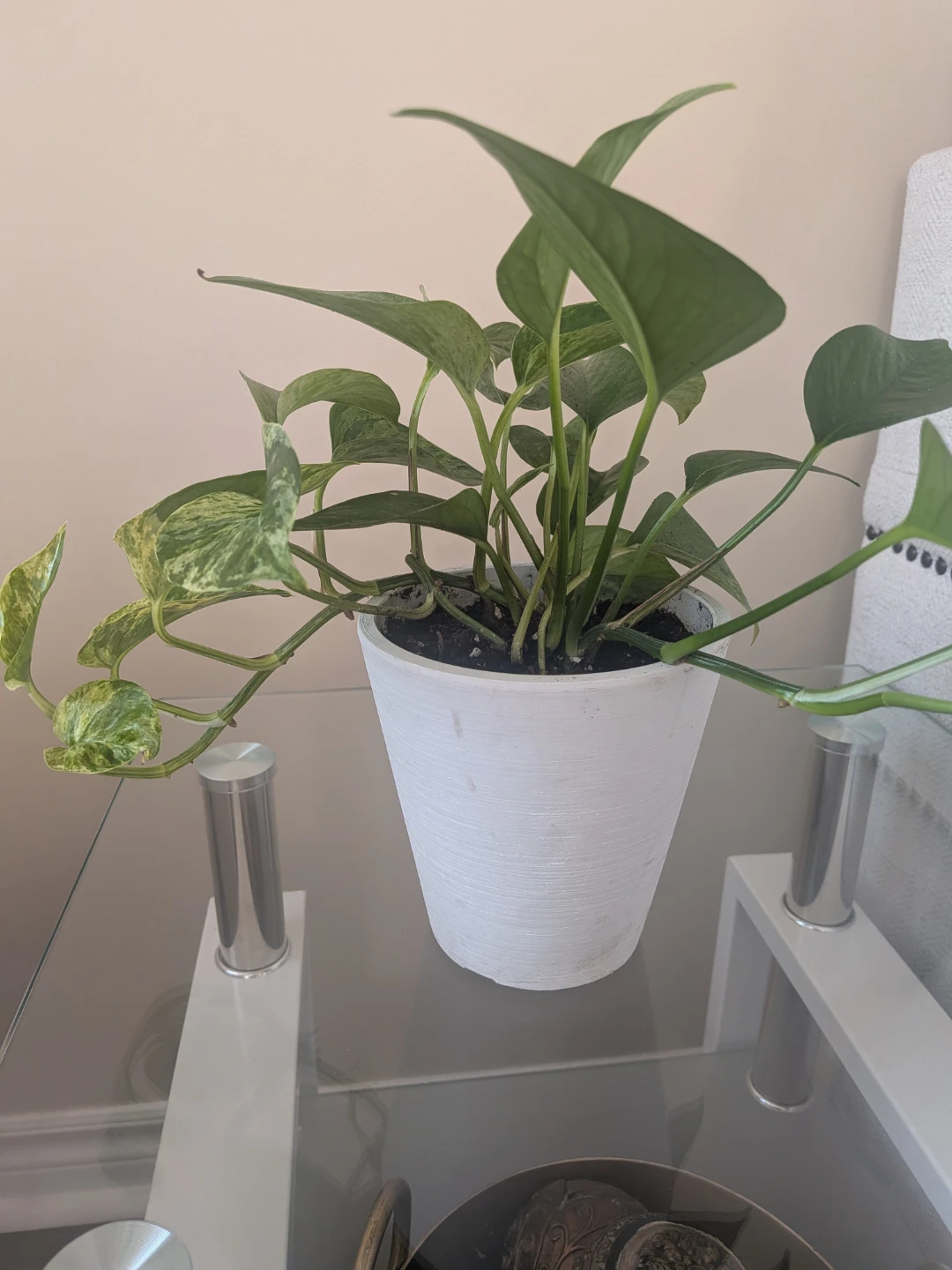Pothos Plant in White Pot - photo 2