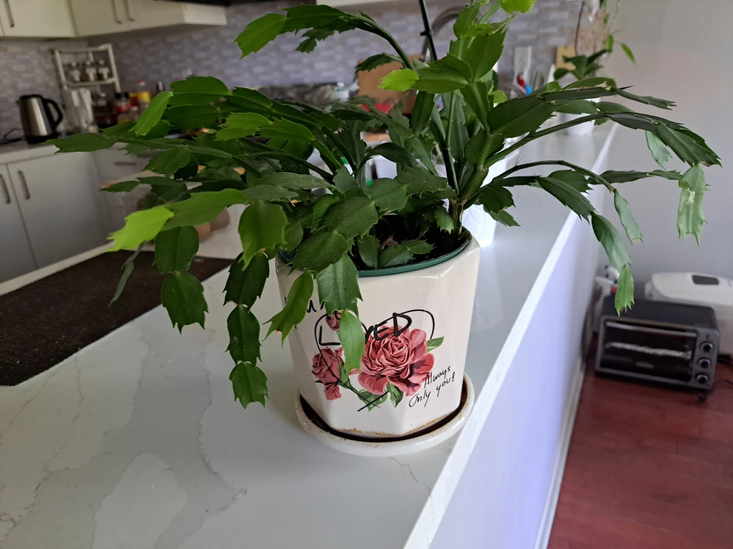 Christmas Cactus Plant in Decorative Pot