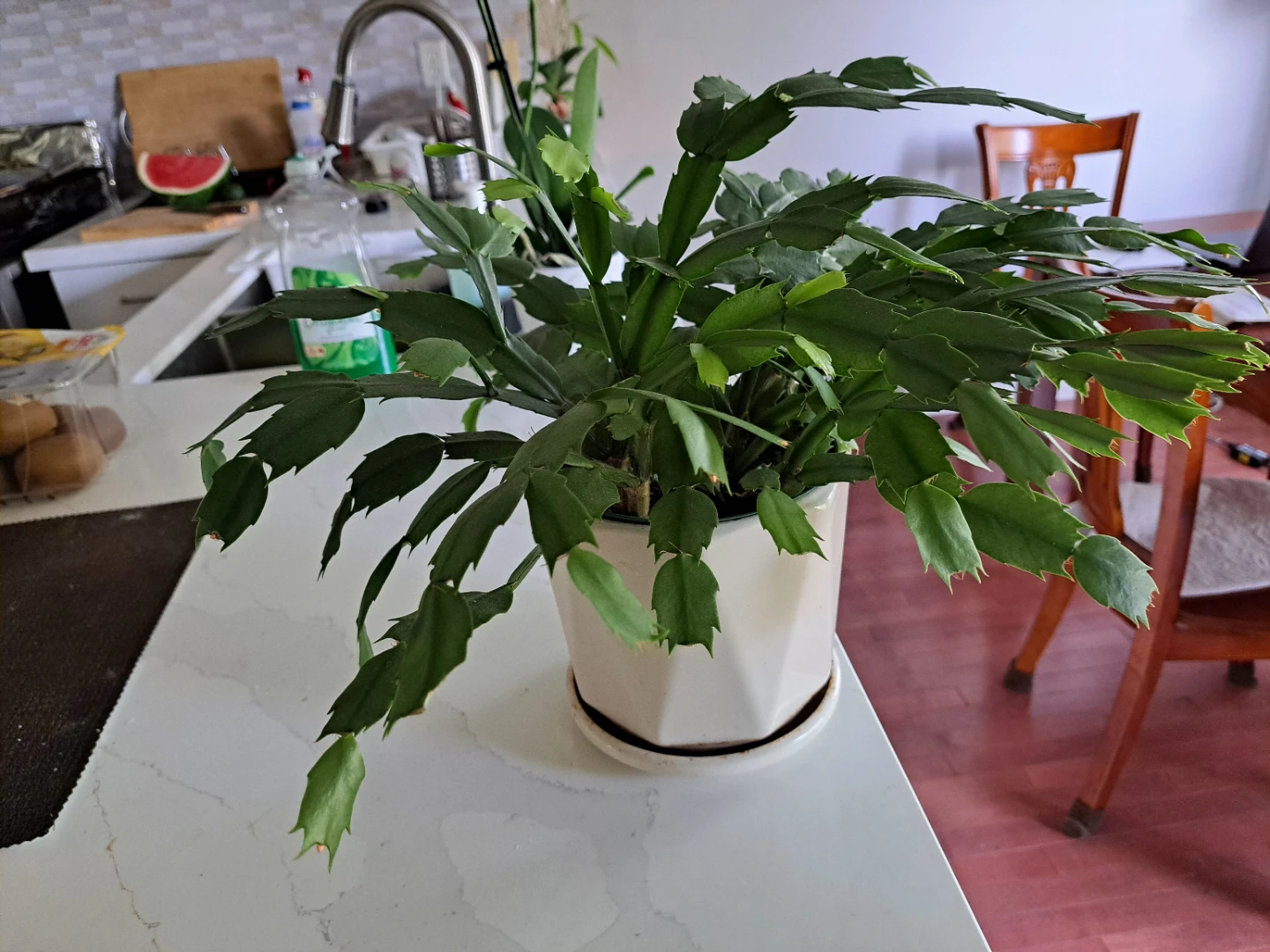 Christmas Cactus Plant in Decorative Pot - photo 2