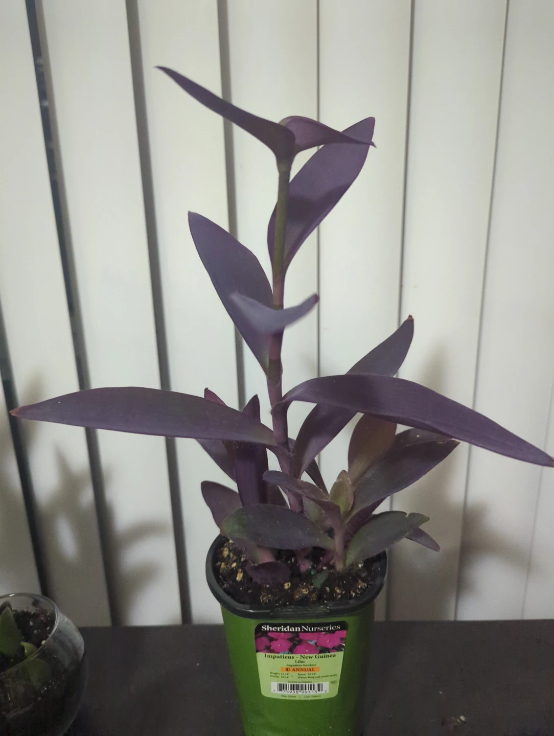 Purple Heart Plant - photo 2