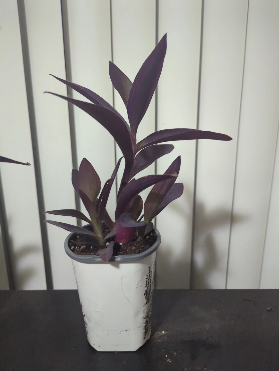 Purple Heart Plant - photo 3