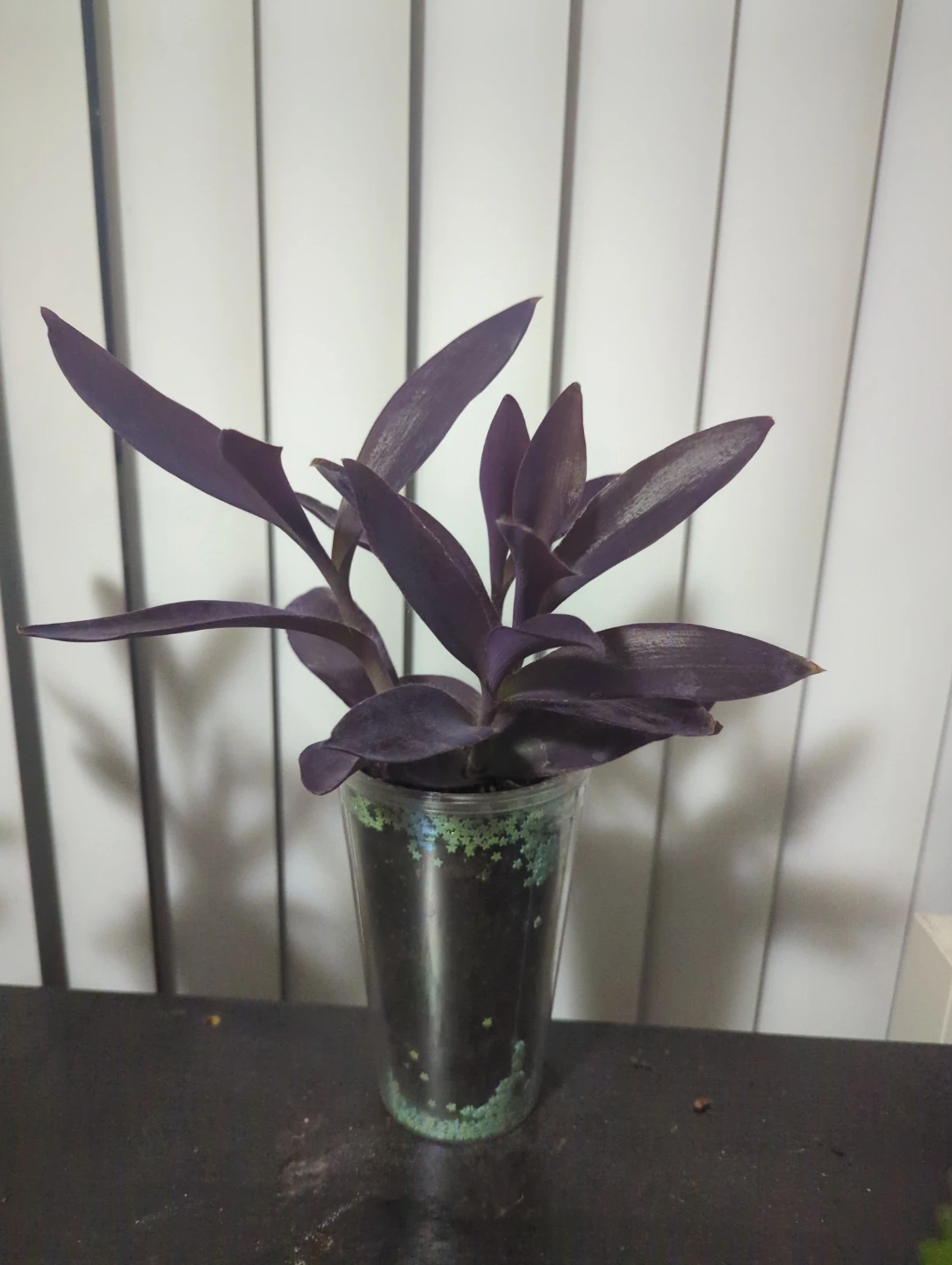 Purple Heart Plant - photo 4