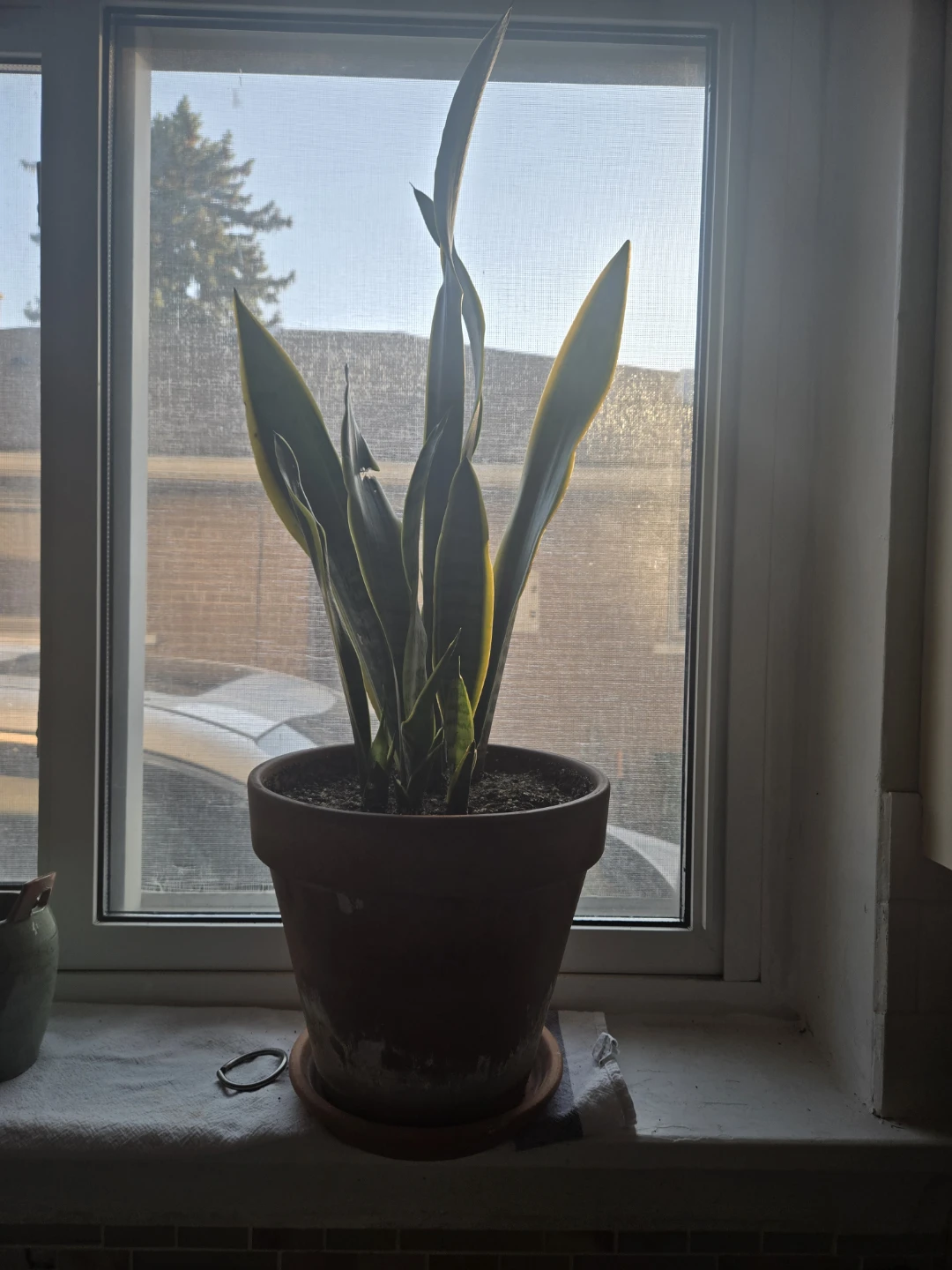 Snake Plant in Terracotta Pot