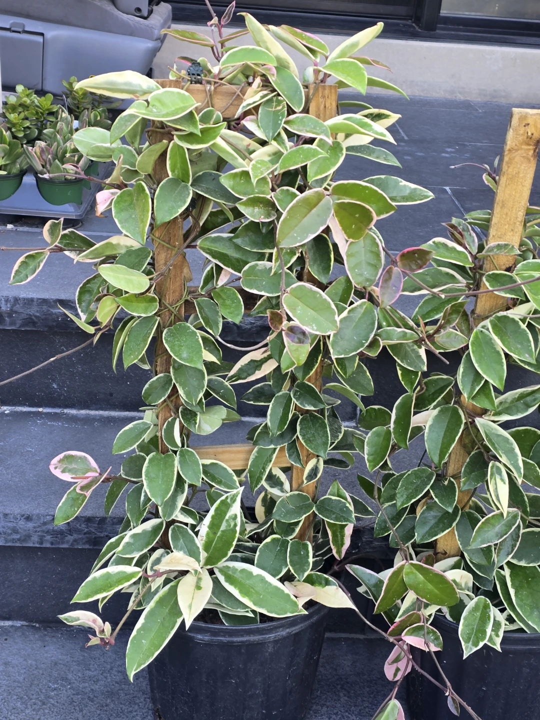 Variegated Hoya Carnosa  krimson queen 10"pot totem pole - photo 2
