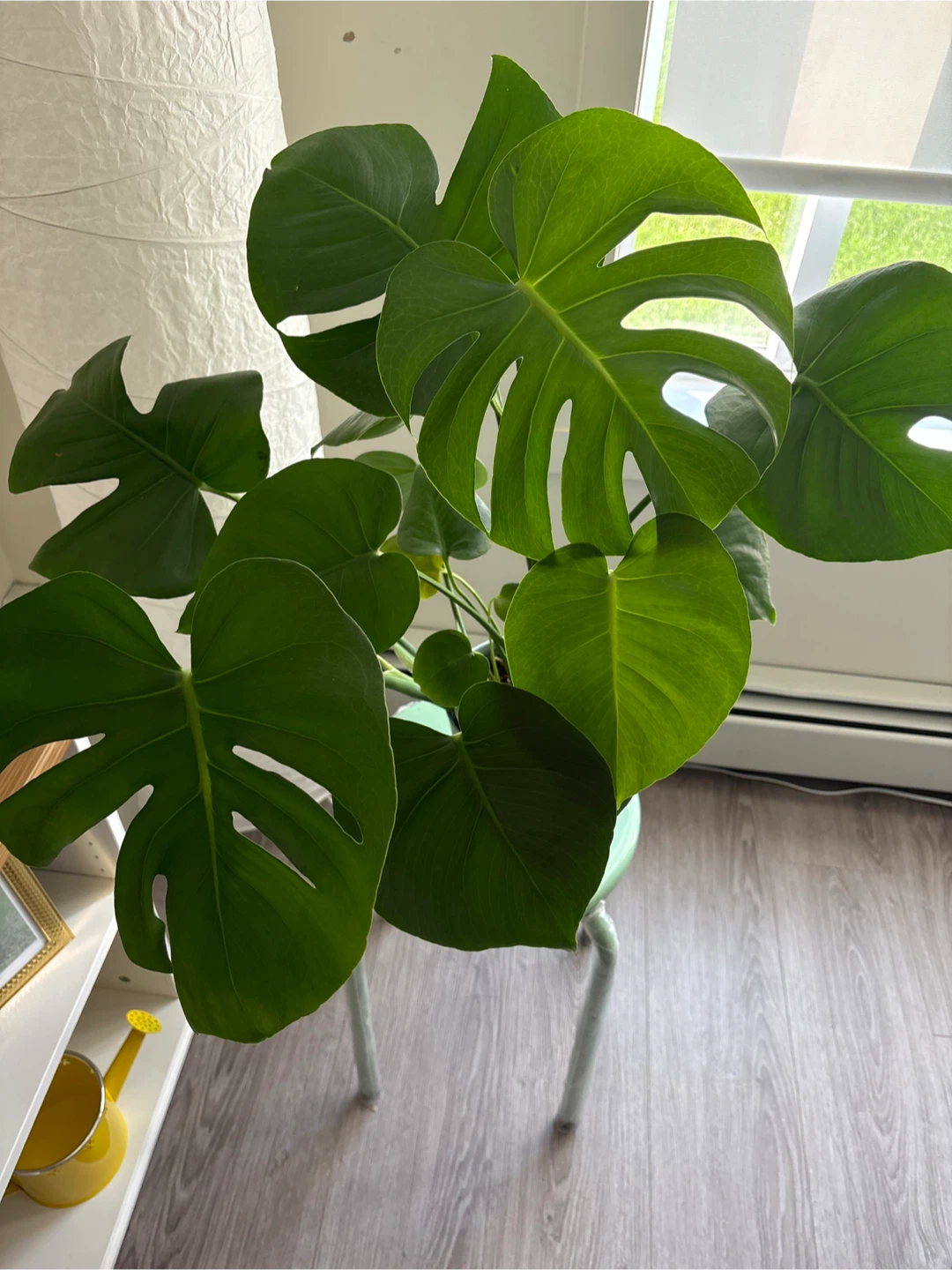 Monstera Deliciosa Plant with stool