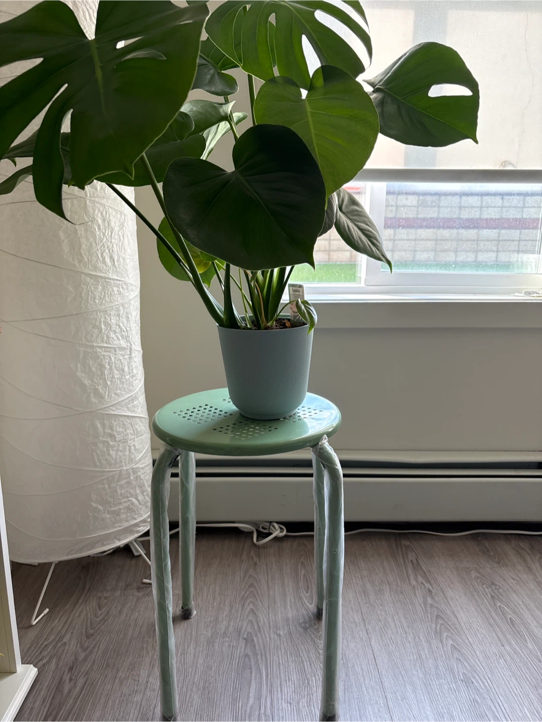 Monstera Deliciosa Plant with stool - photo 2
