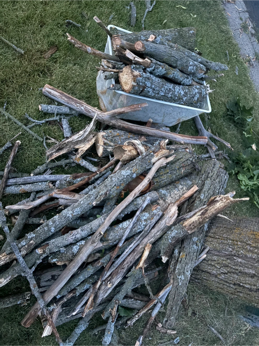 Free wood on curb