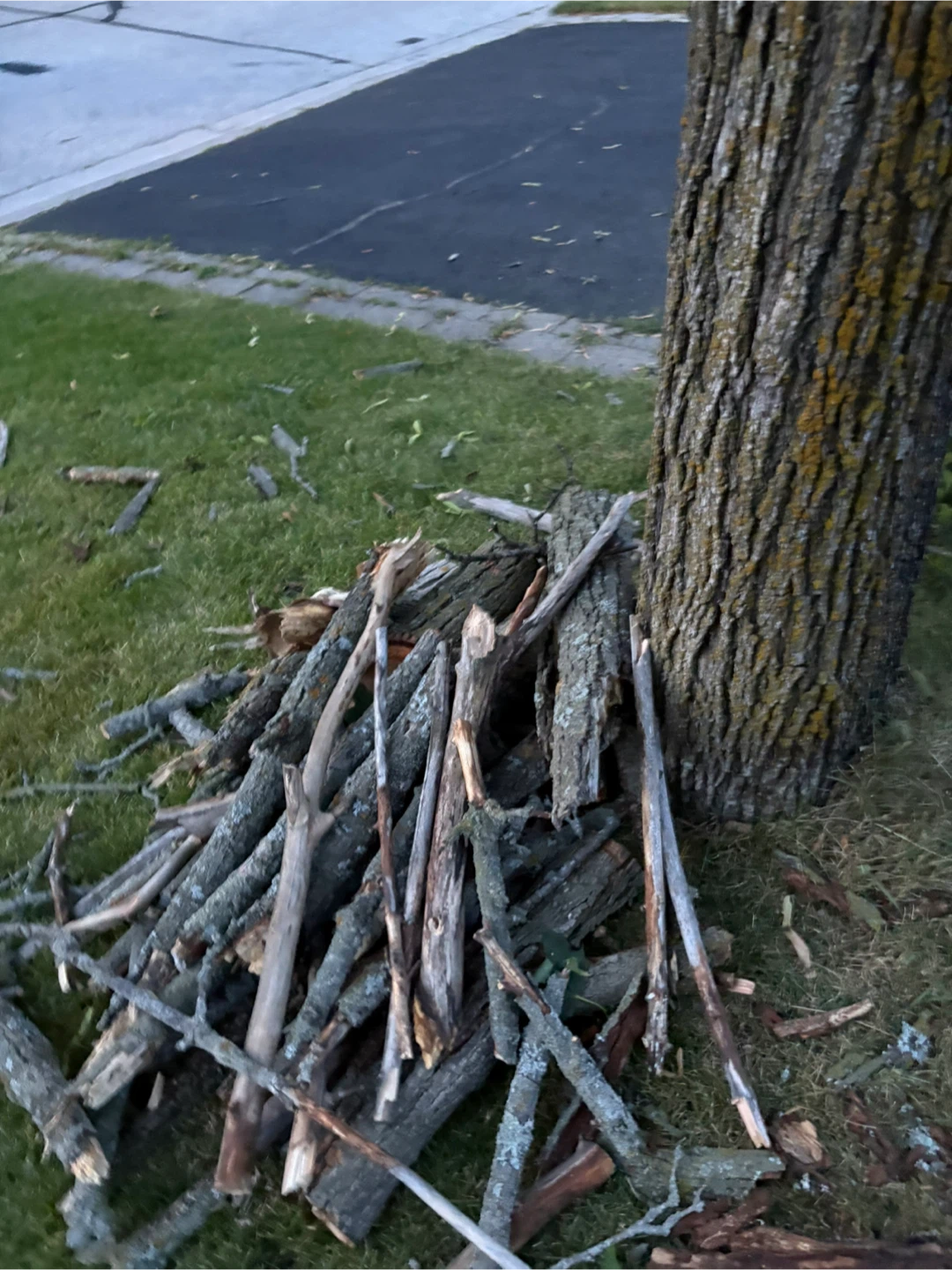Free wood on curb - photo 2