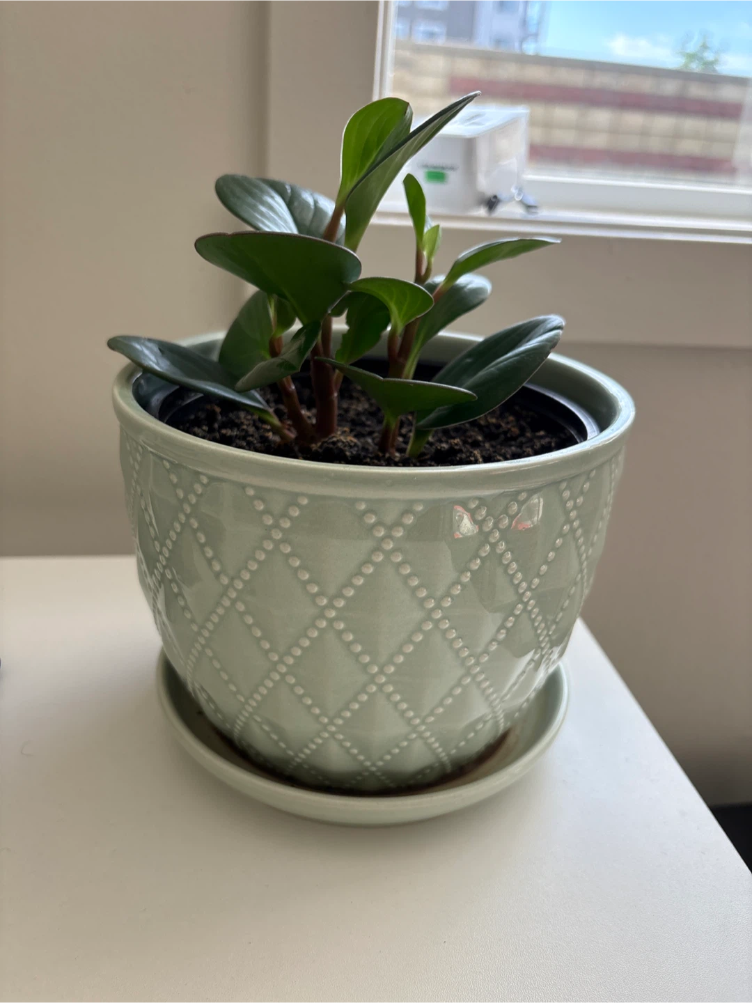 Peperomia Plant in Decorative Pot