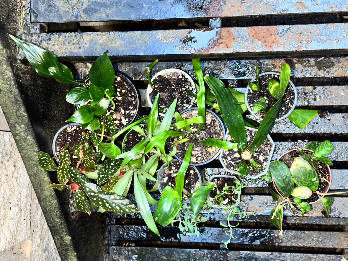 Starter Plant Bundle