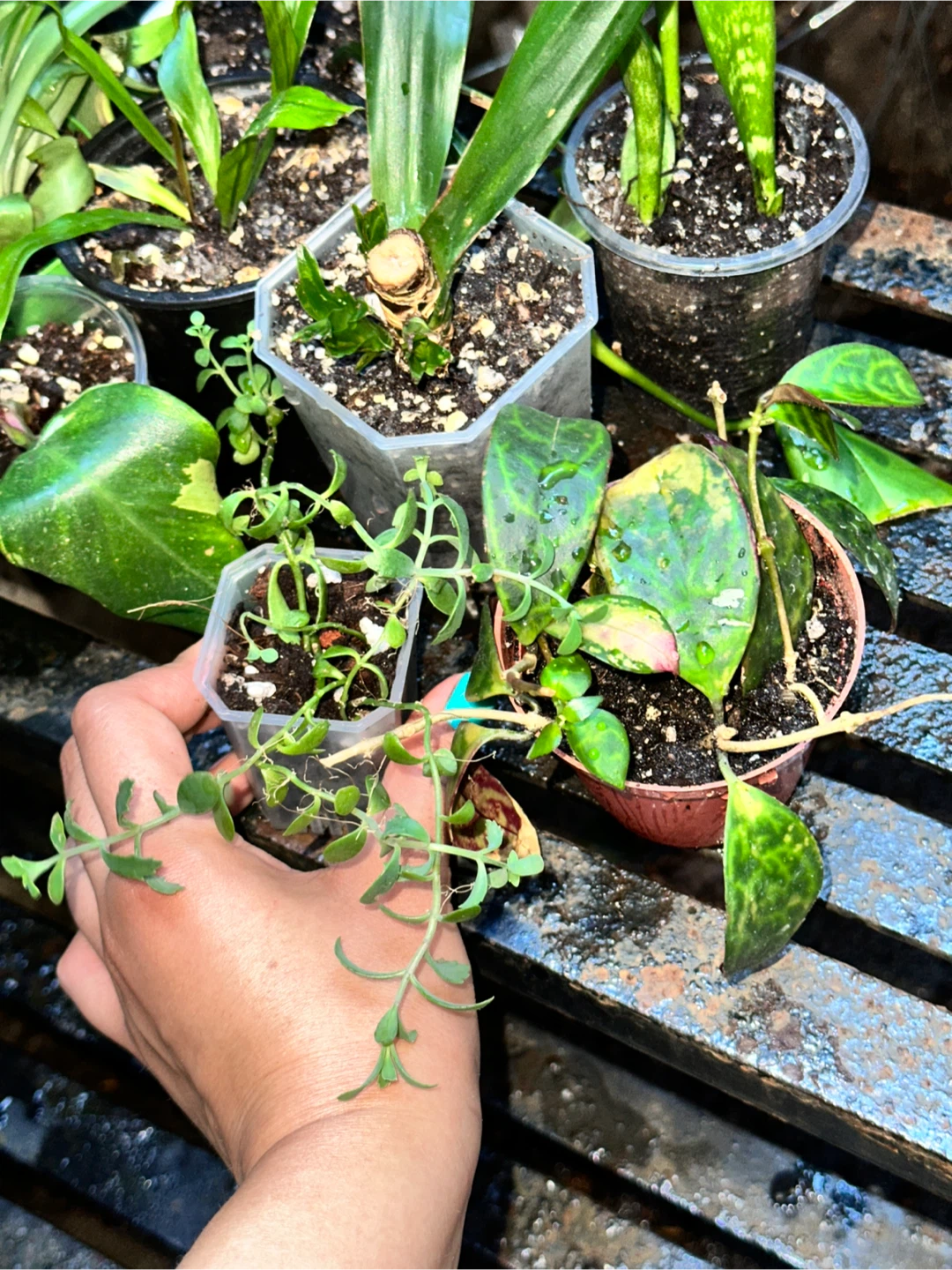 Starter Plant Bundle - photo 2