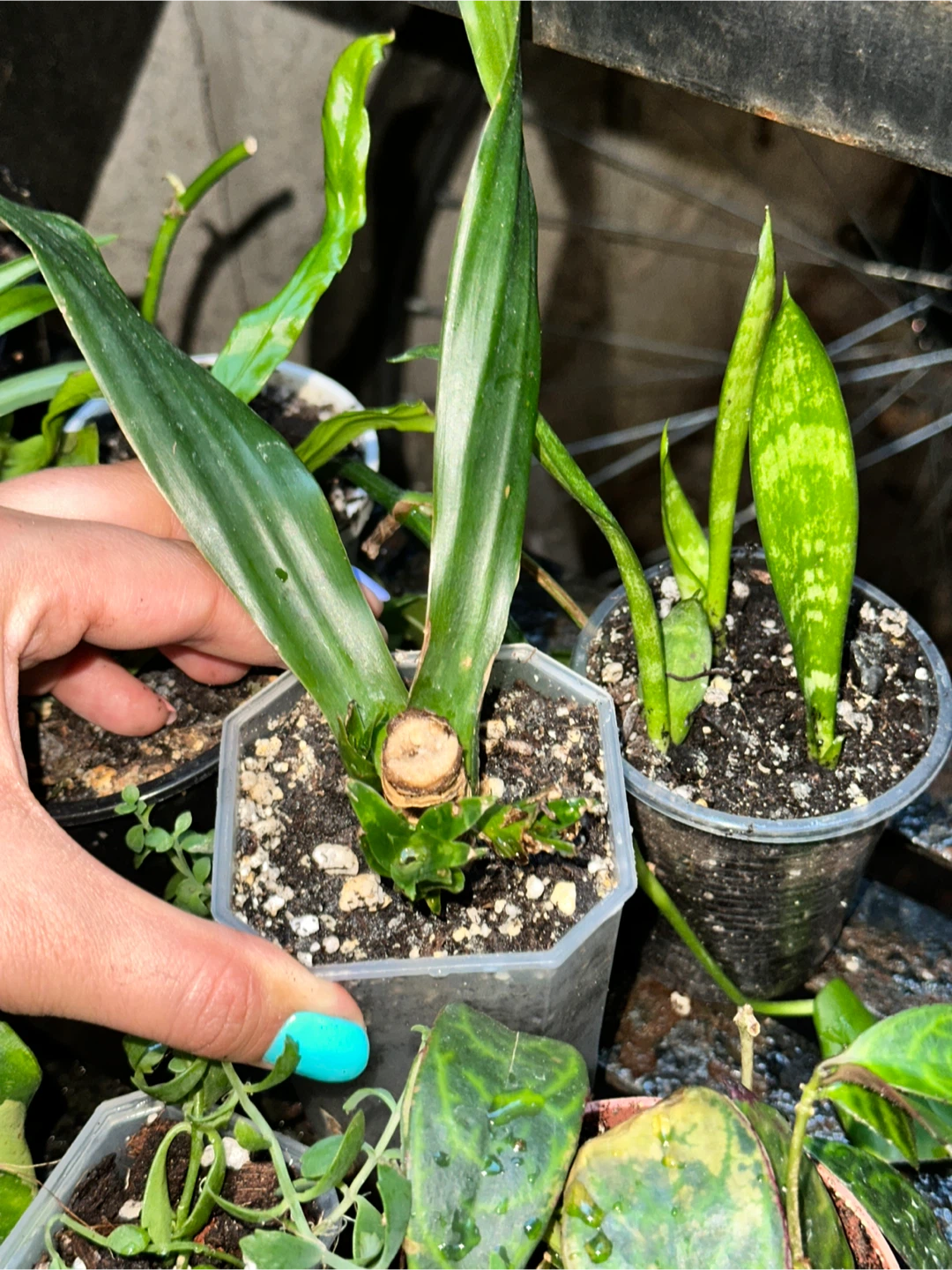 Starter Plant Bundle - photo 3