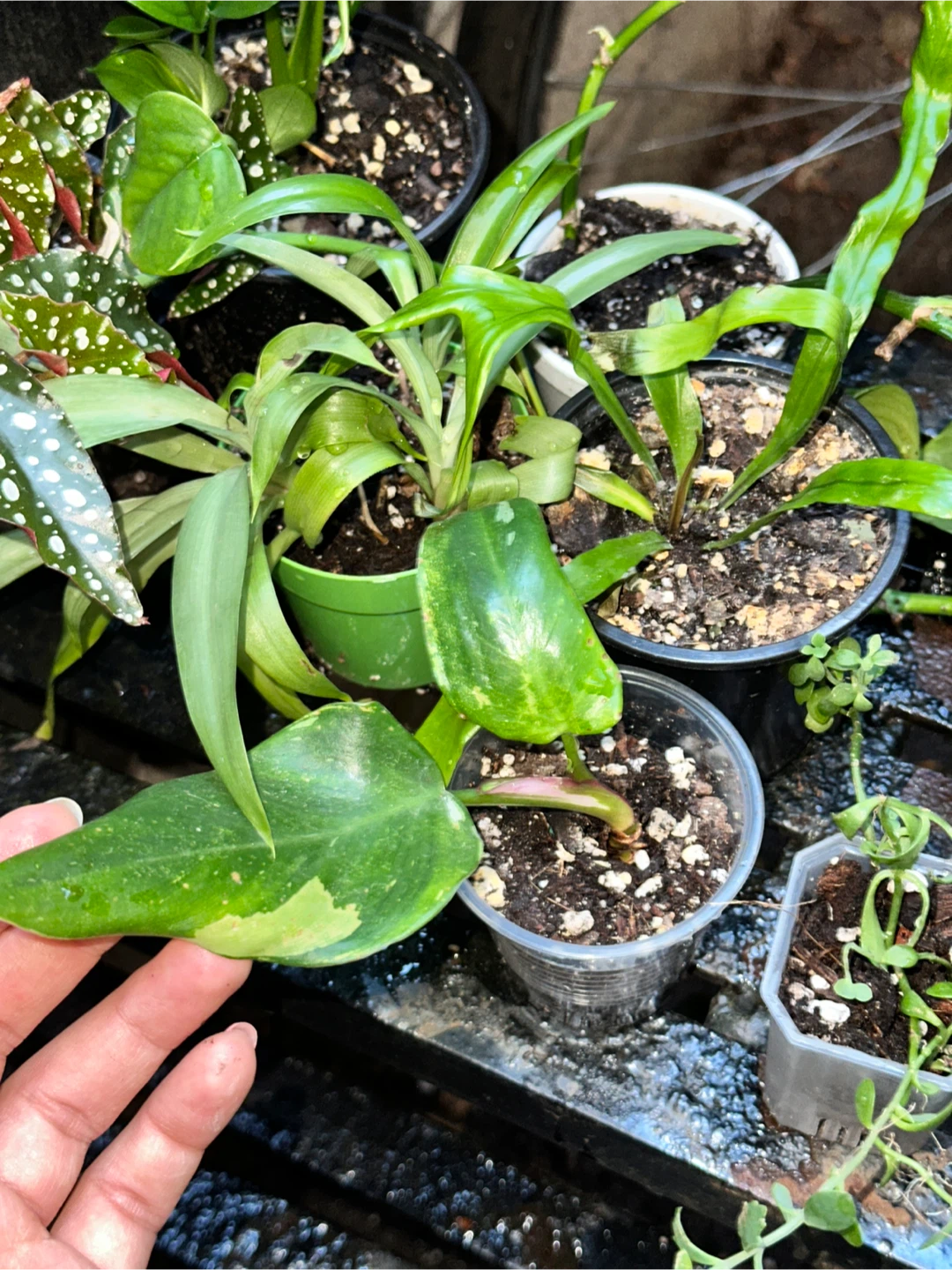 Starter Plant Bundle - photo 4