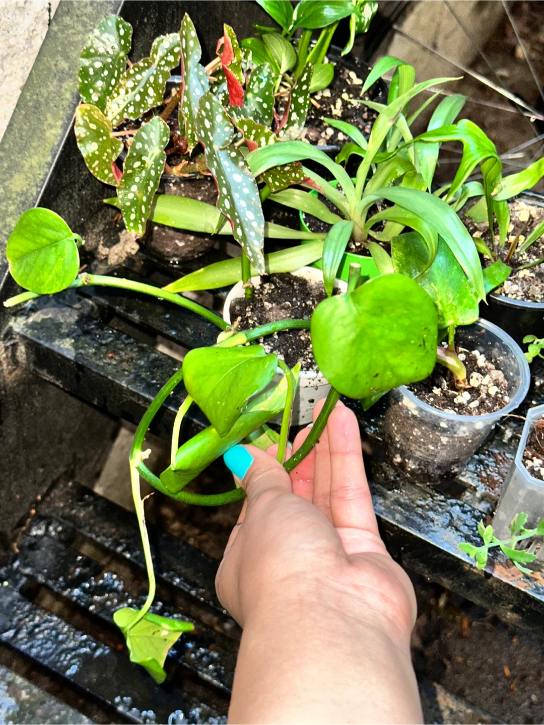 Starter Plant Bundle - photo 5