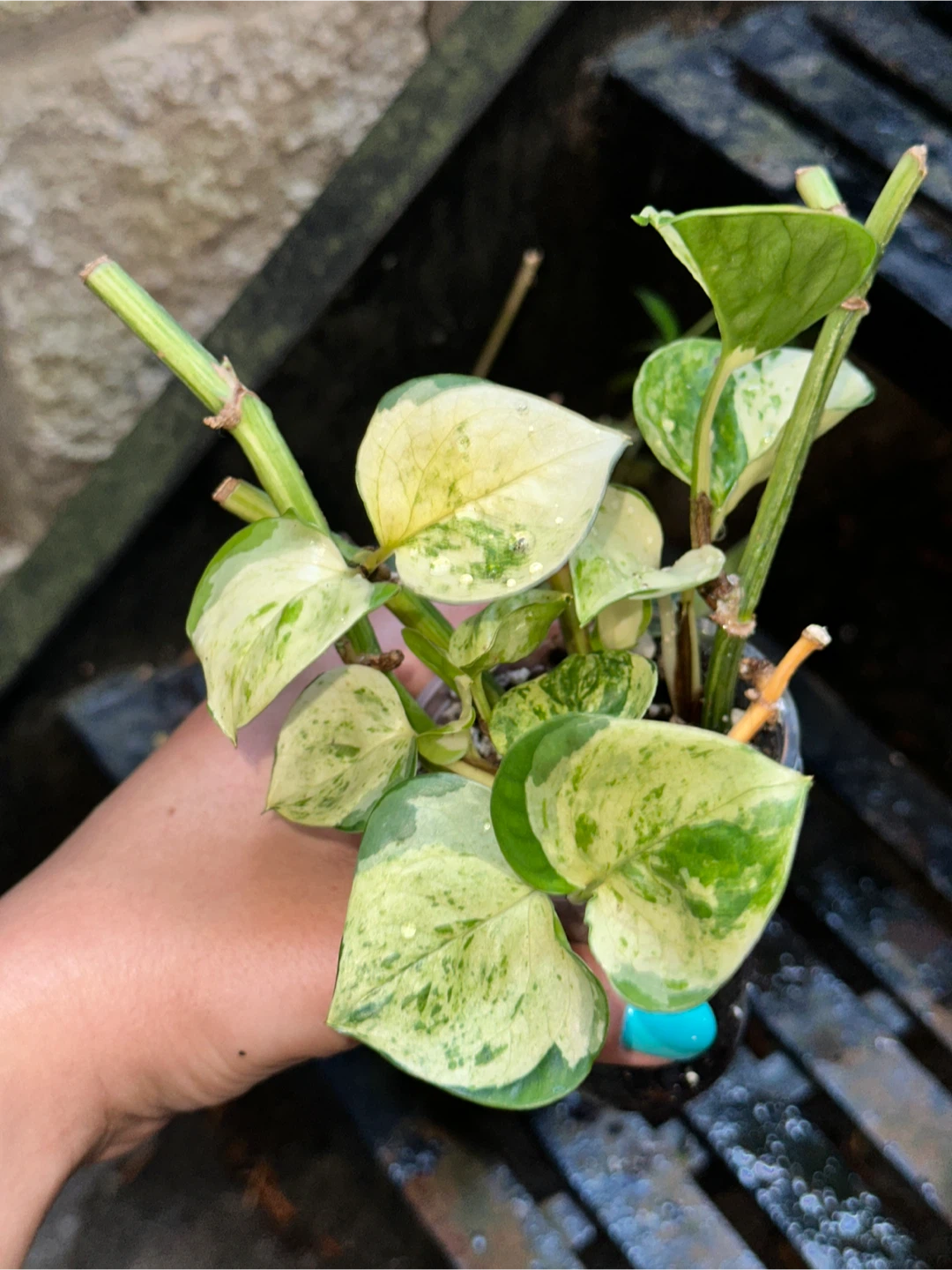 Patterned Plant Bundle - photo 2