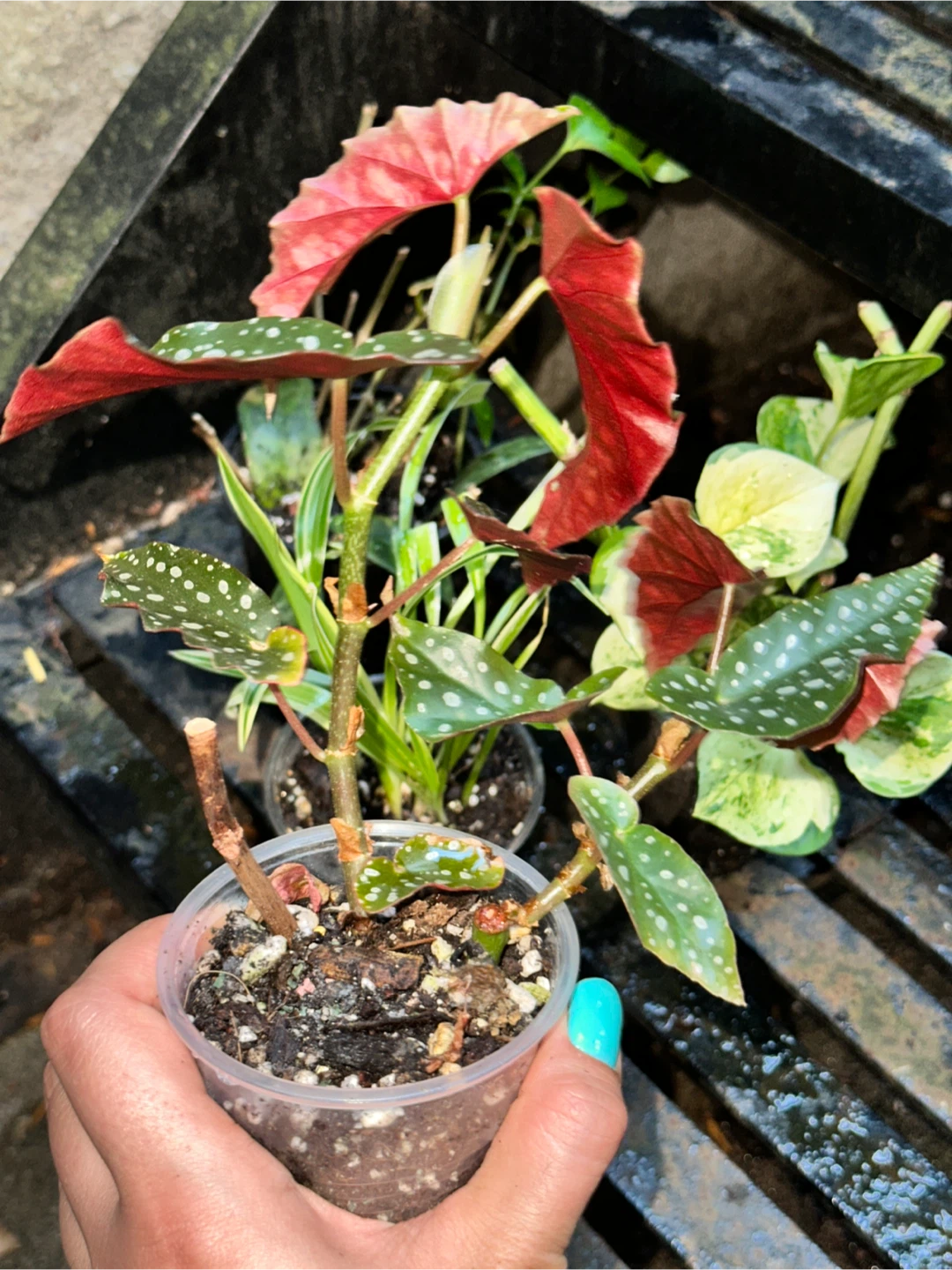 Patterned Plant Bundle - photo 5