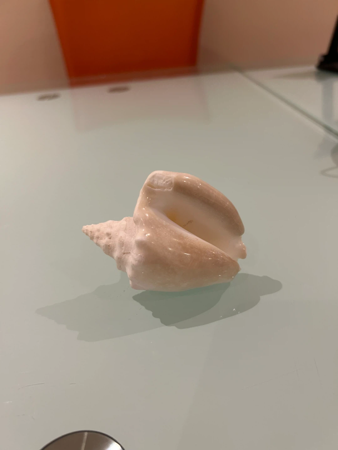 Seashell Decoration