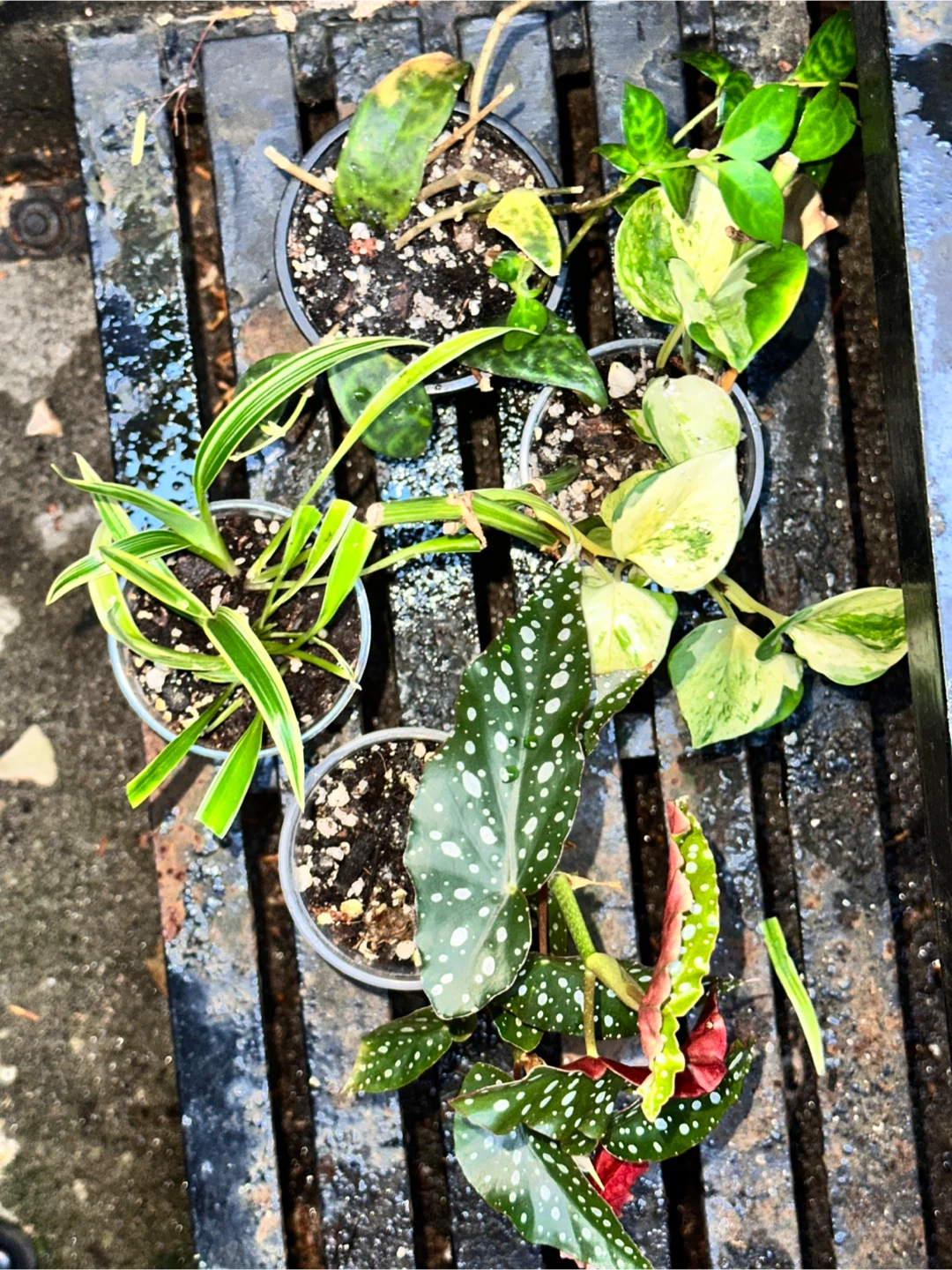 Patterned Leaves Plant Bundle