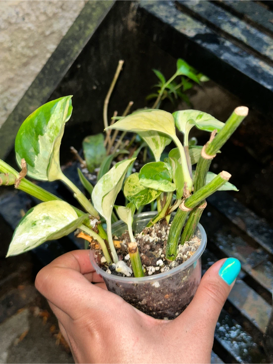Patterned Leaves Plant Bundle - photo 3