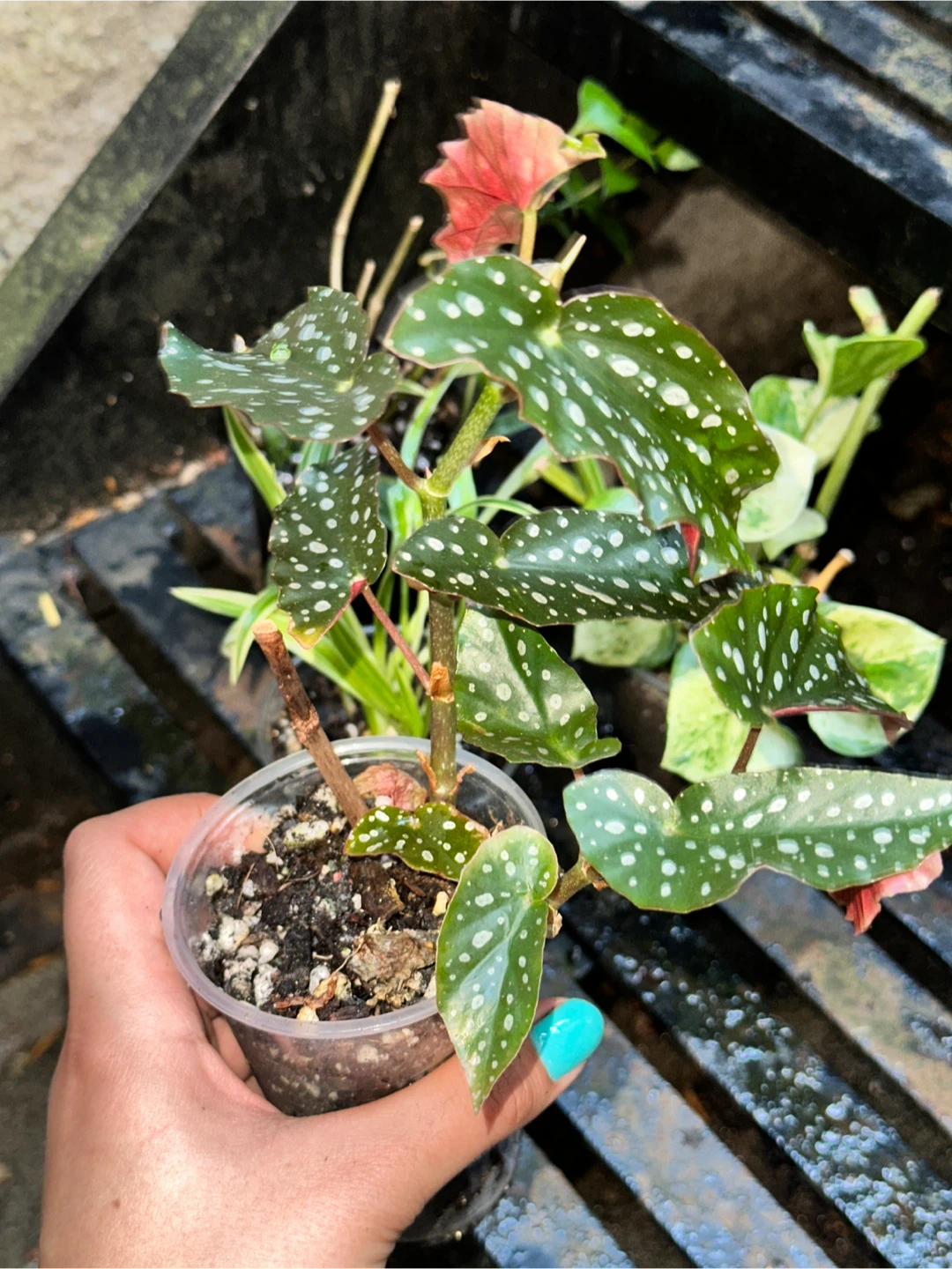 Patterned Leaves Plant Bundle - photo 4