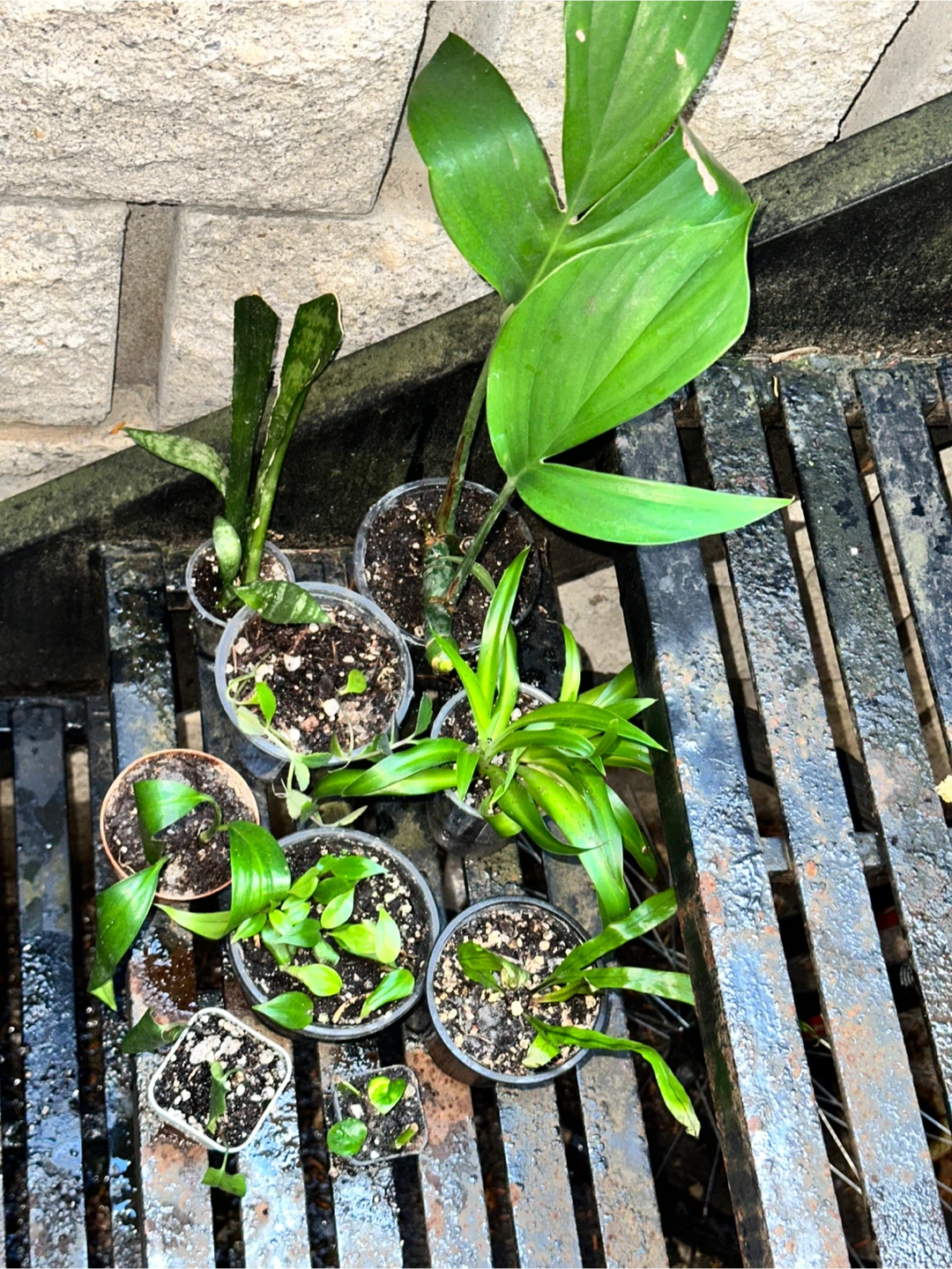 Green Lover's Plant Bundle