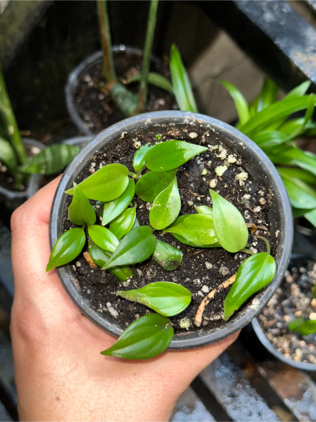 Green Lover's Plant Bundle - photo 2