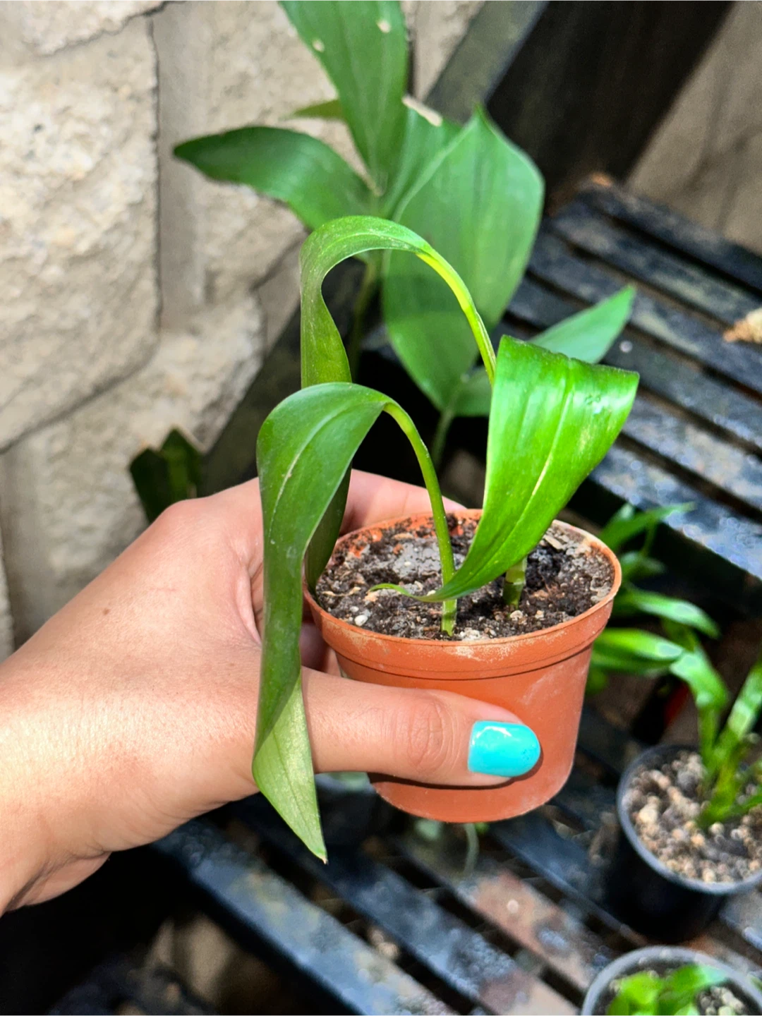 Green Lover's Plant Bundle - photo 3
