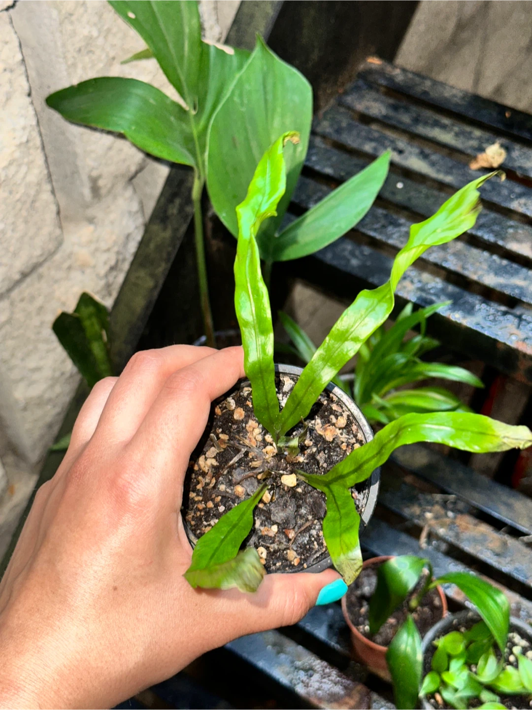 Green Lover's Plant Bundle - photo 4