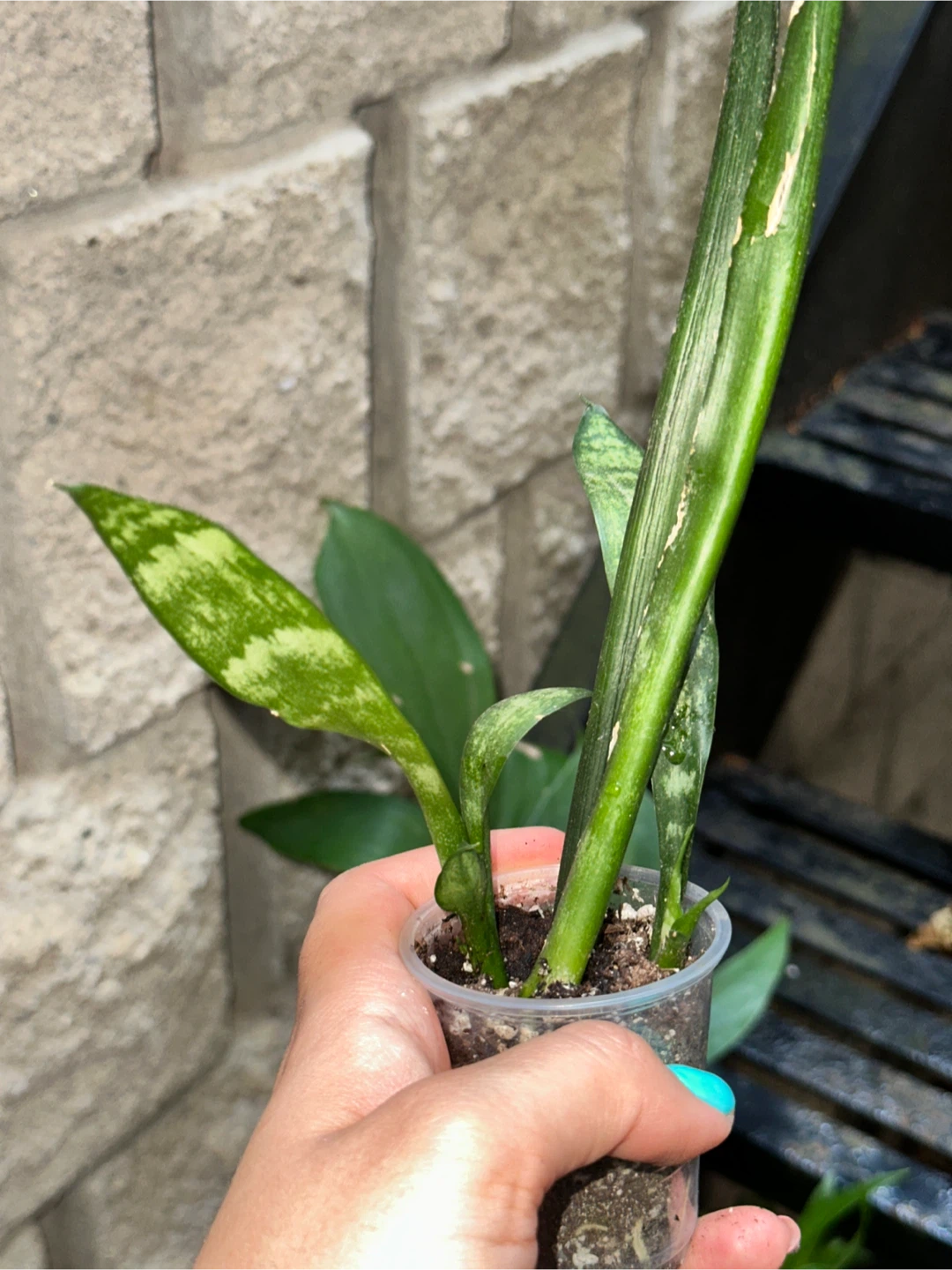 Green Lover's Plant Bundle - photo 5