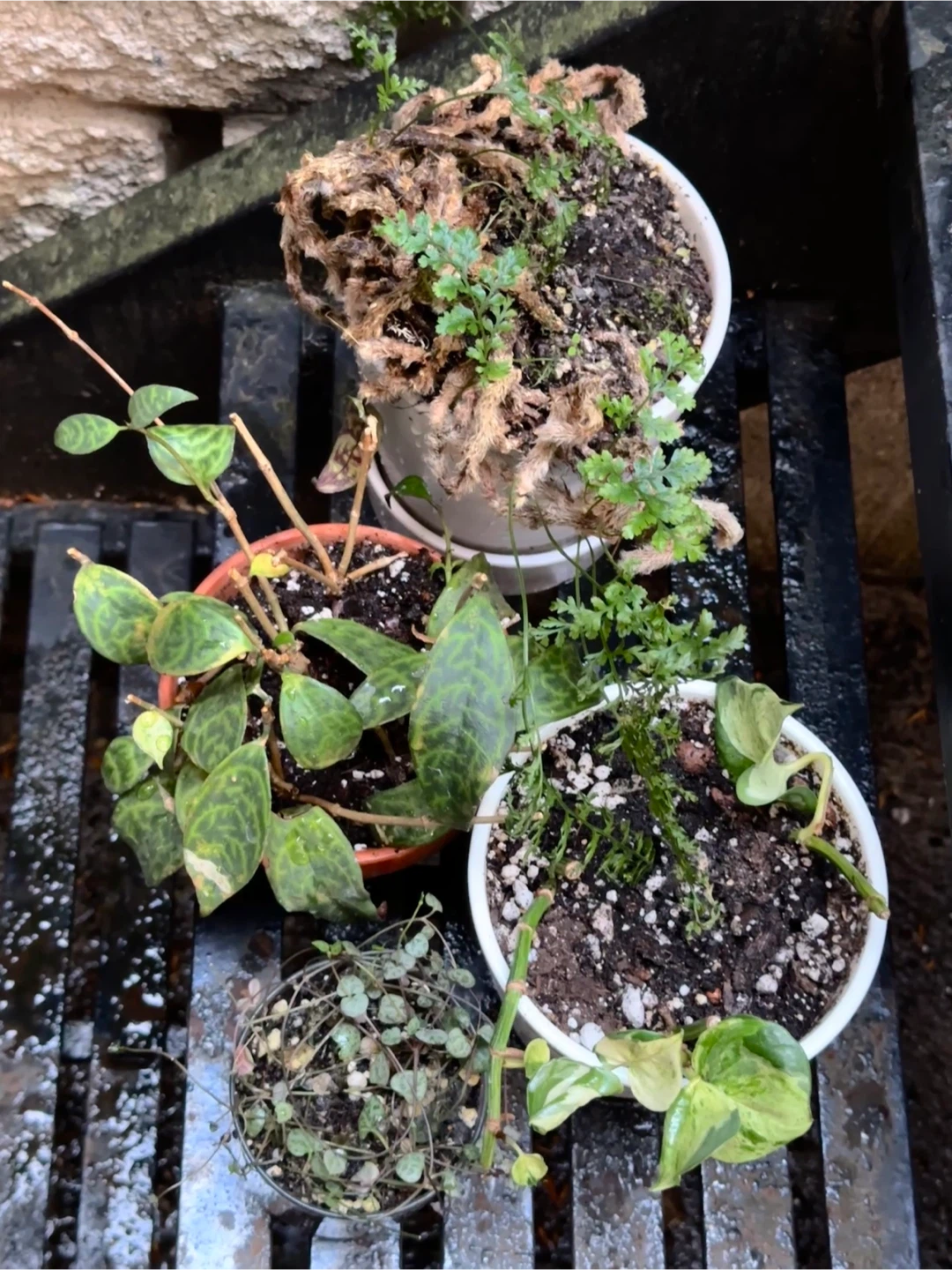 Potted Plant Bundle