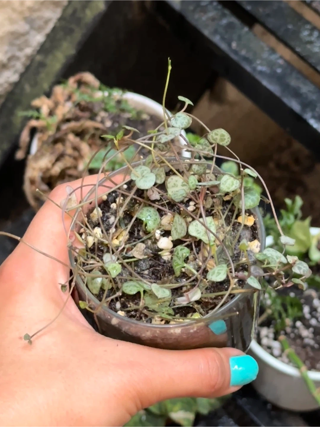Potted Plant Bundle - photo 2