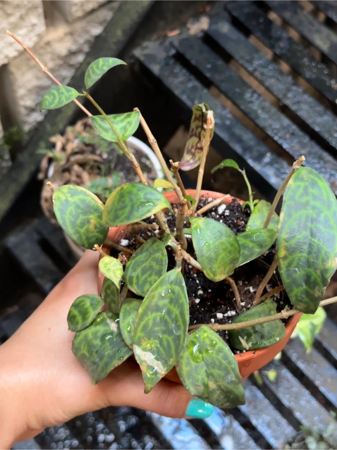 Potted Plant Bundle - photo 3