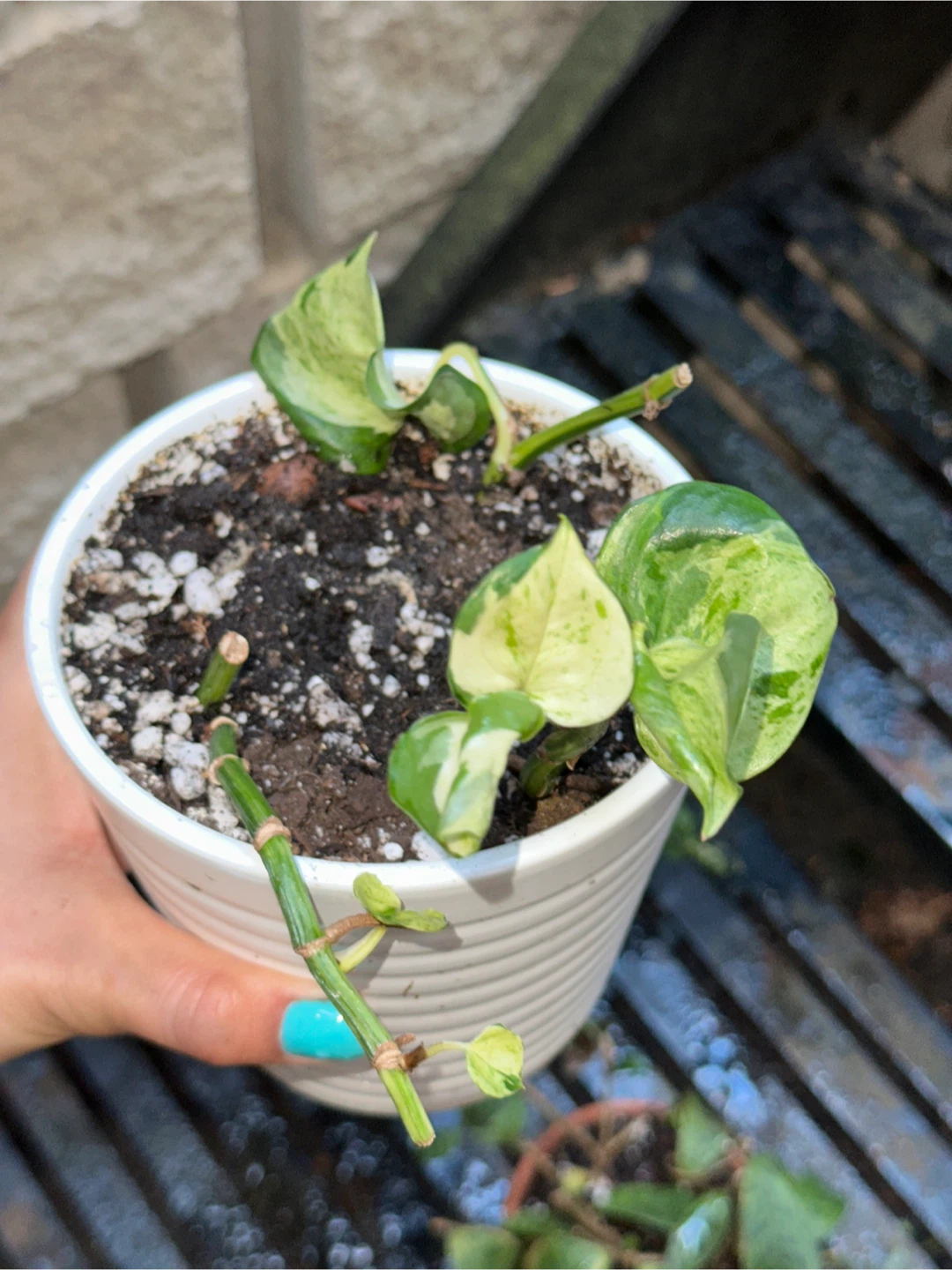 Potted Plant Bundle - photo 4
