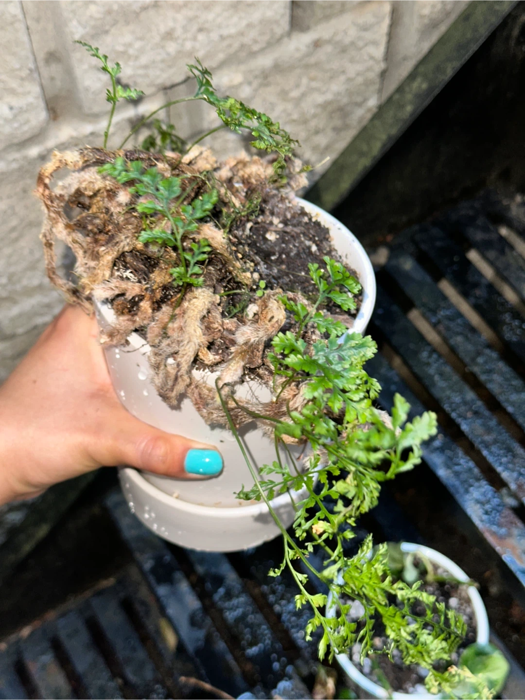 Potted Plant Bundle - photo 5