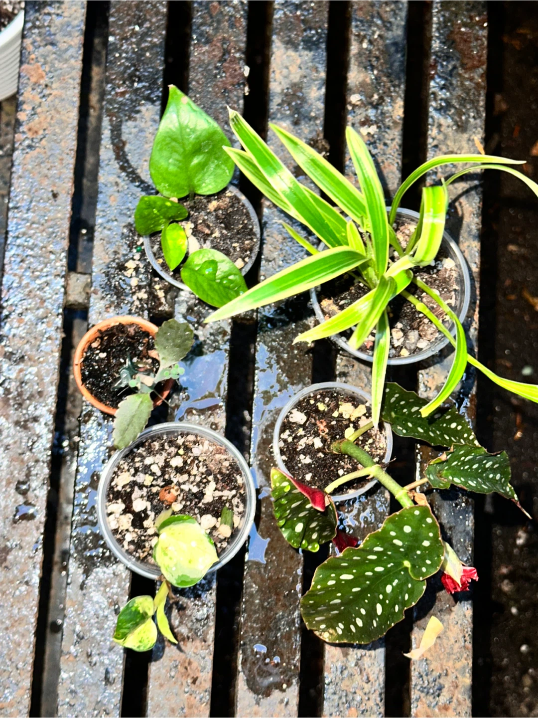 Lil' Plant Bundle