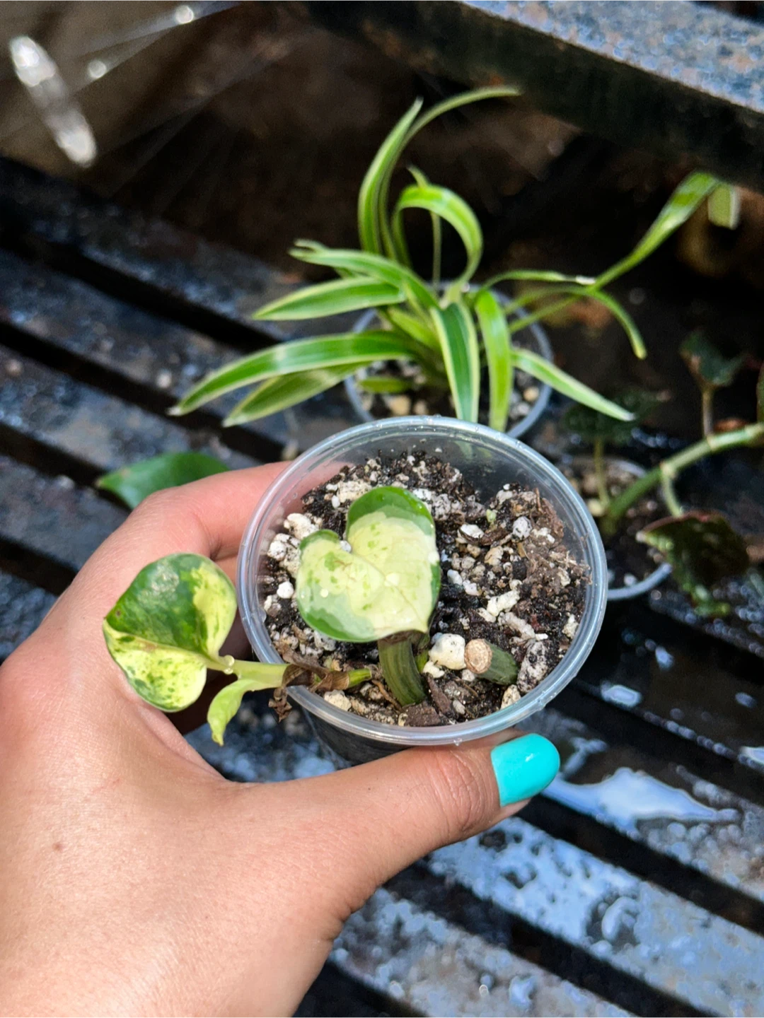 Lil' Plant Bundle - photo 2