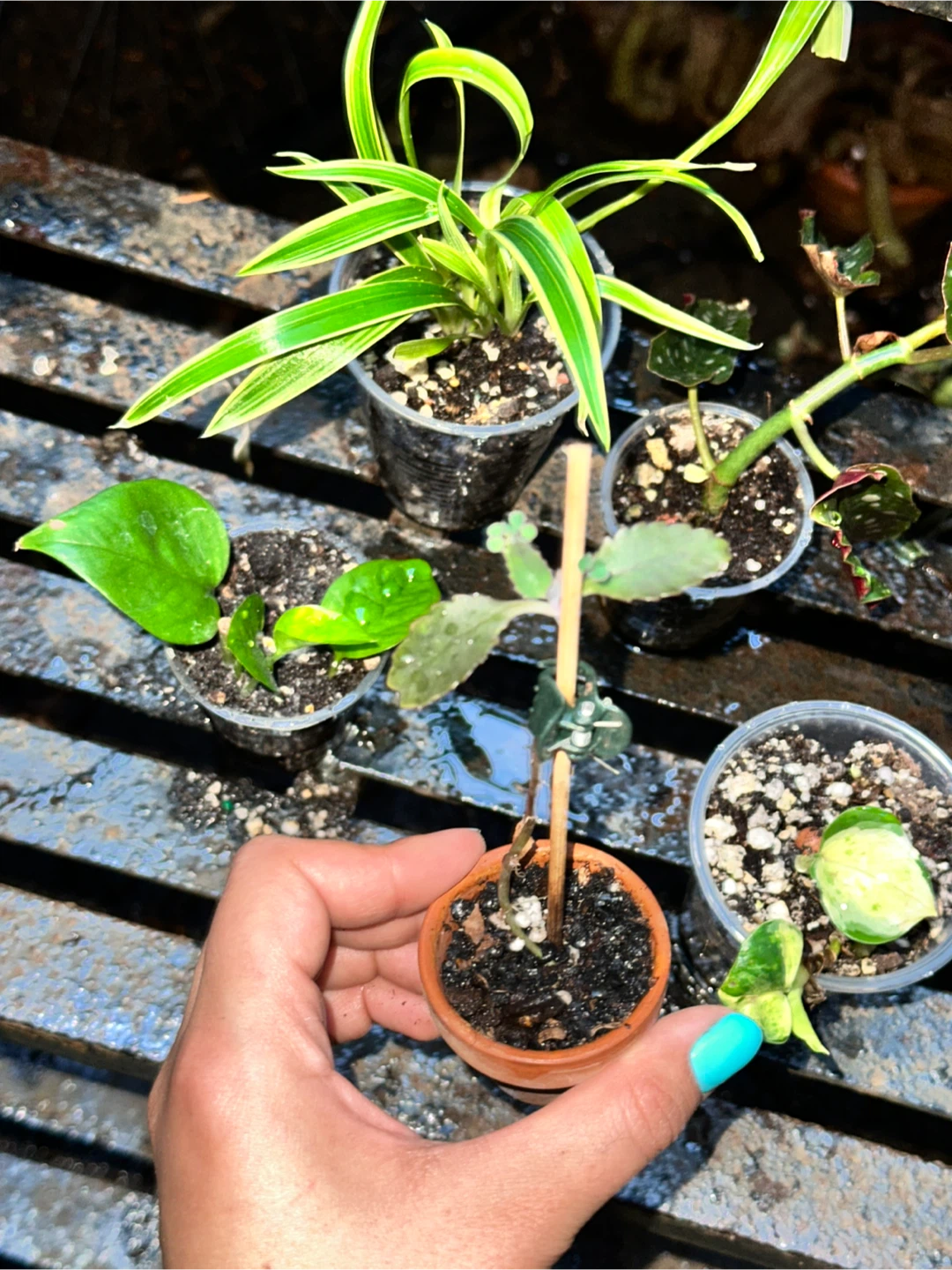 Lil' Plant Bundle - photo 3