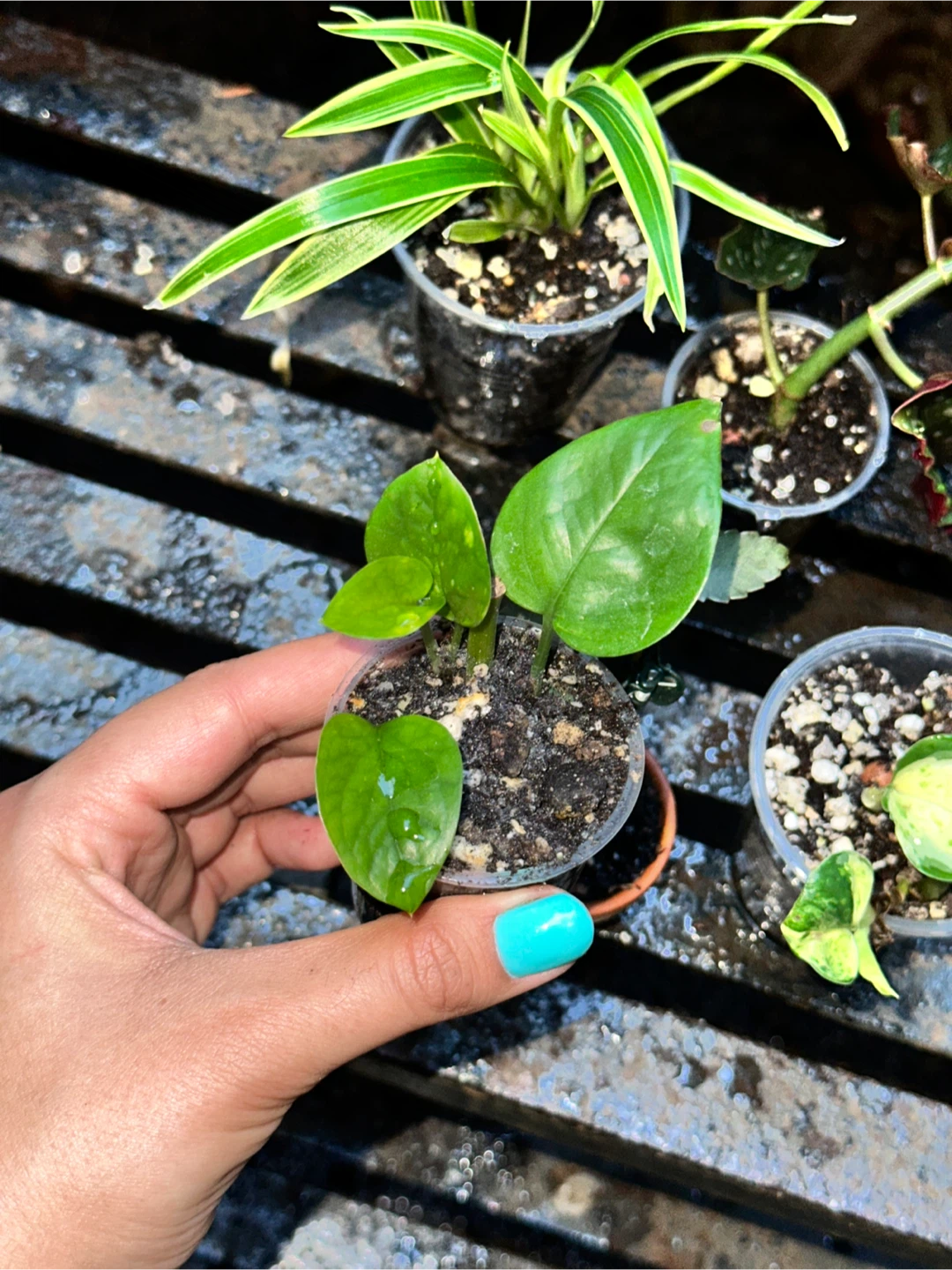 Lil' Plant Bundle - photo 4