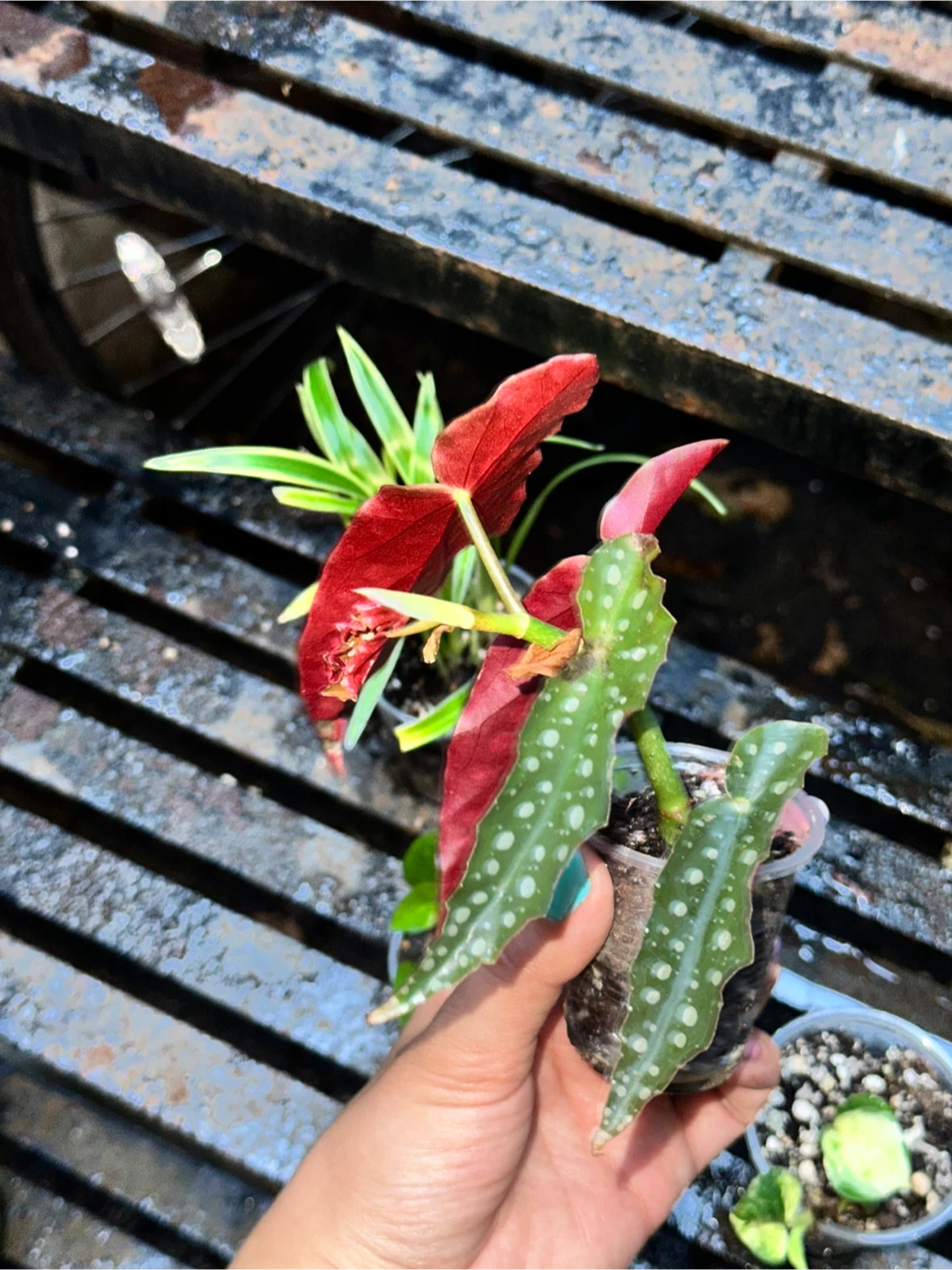 Lil' Plant Bundle - photo 5