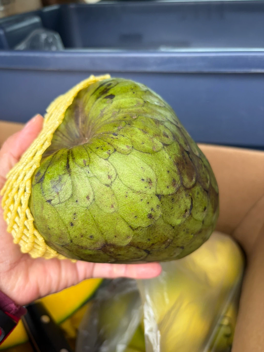 Fresh delicious Cherimoya Fruit from Peru